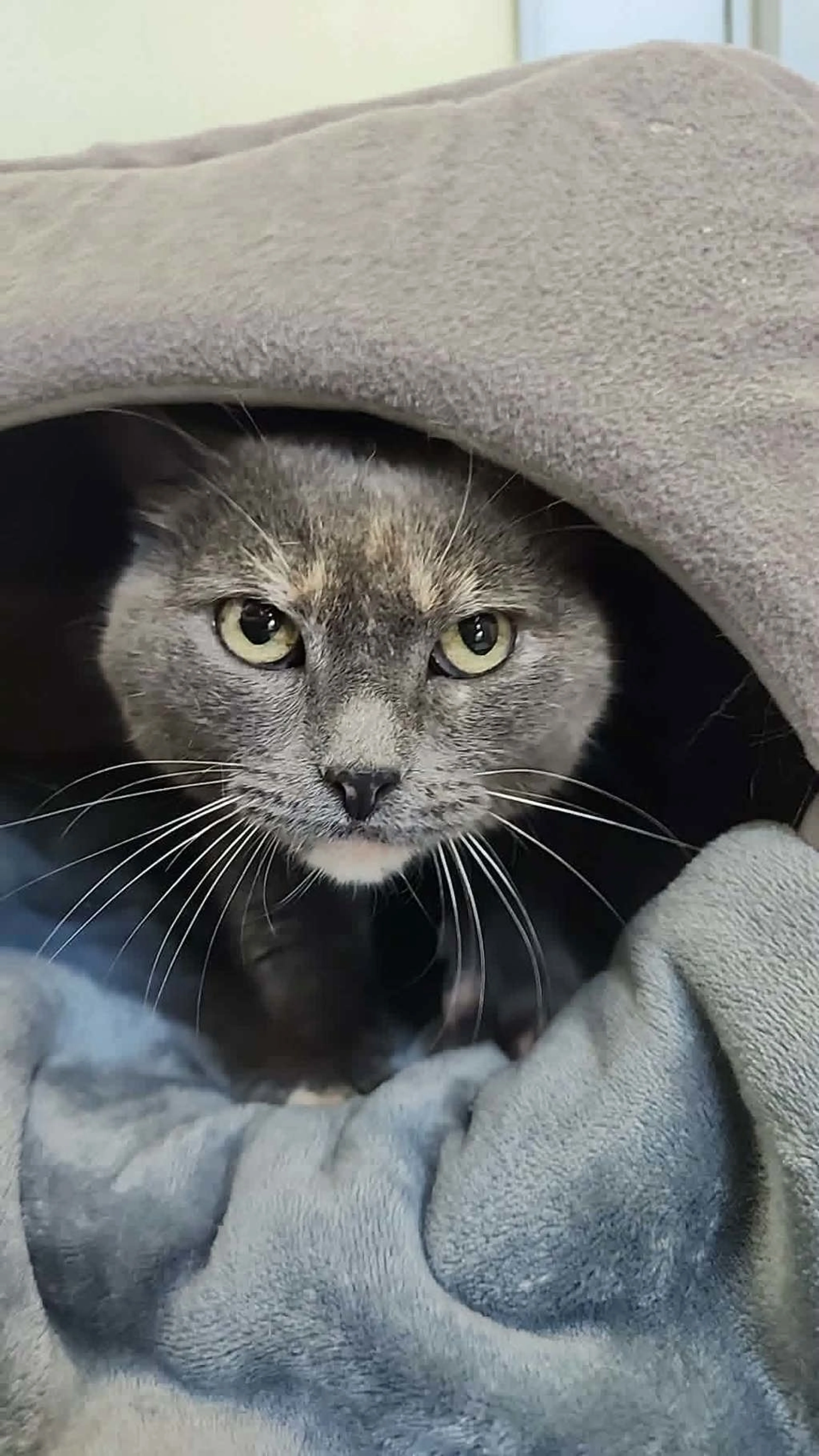 Found pet-1