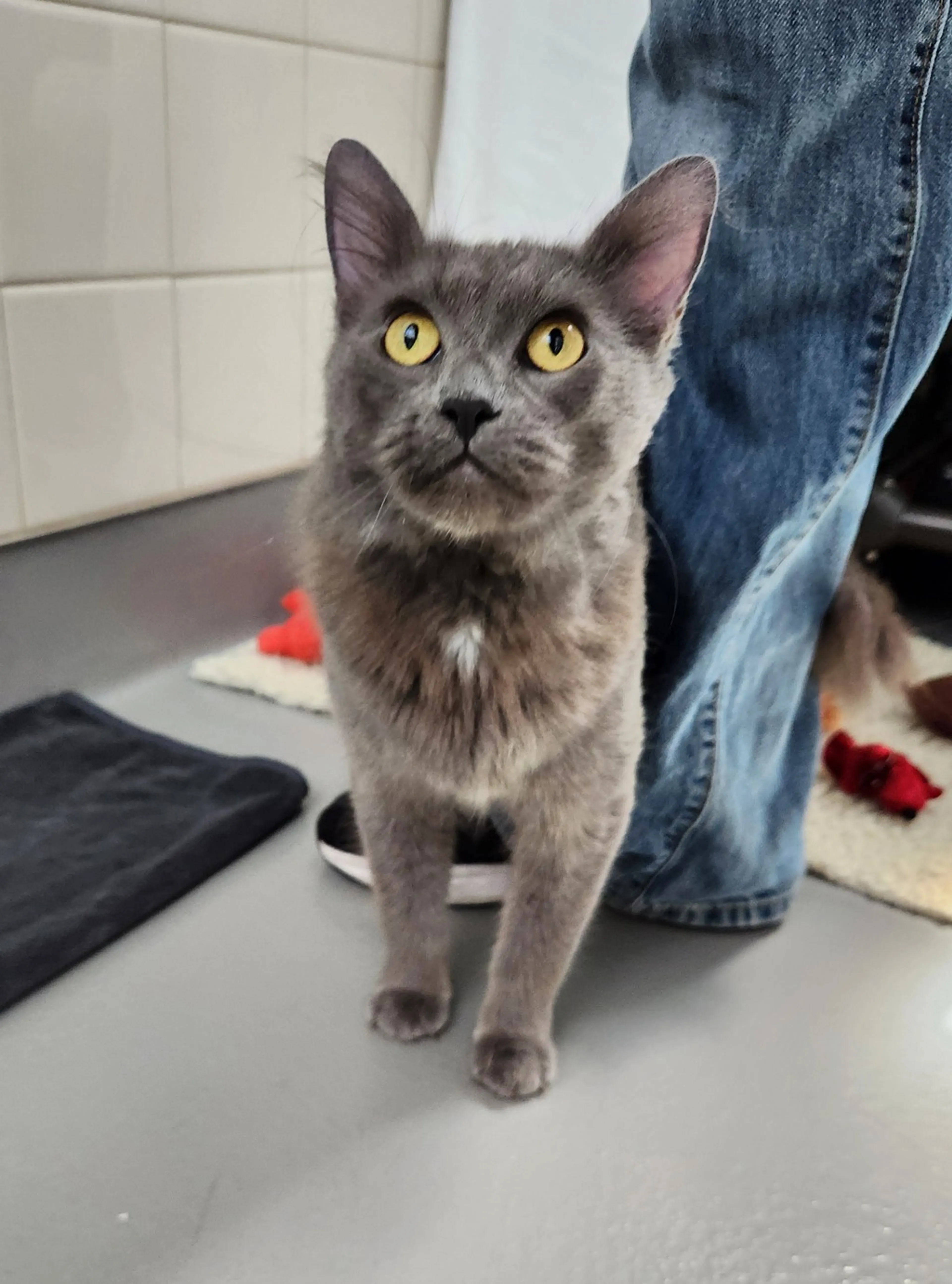 Found pet-1
