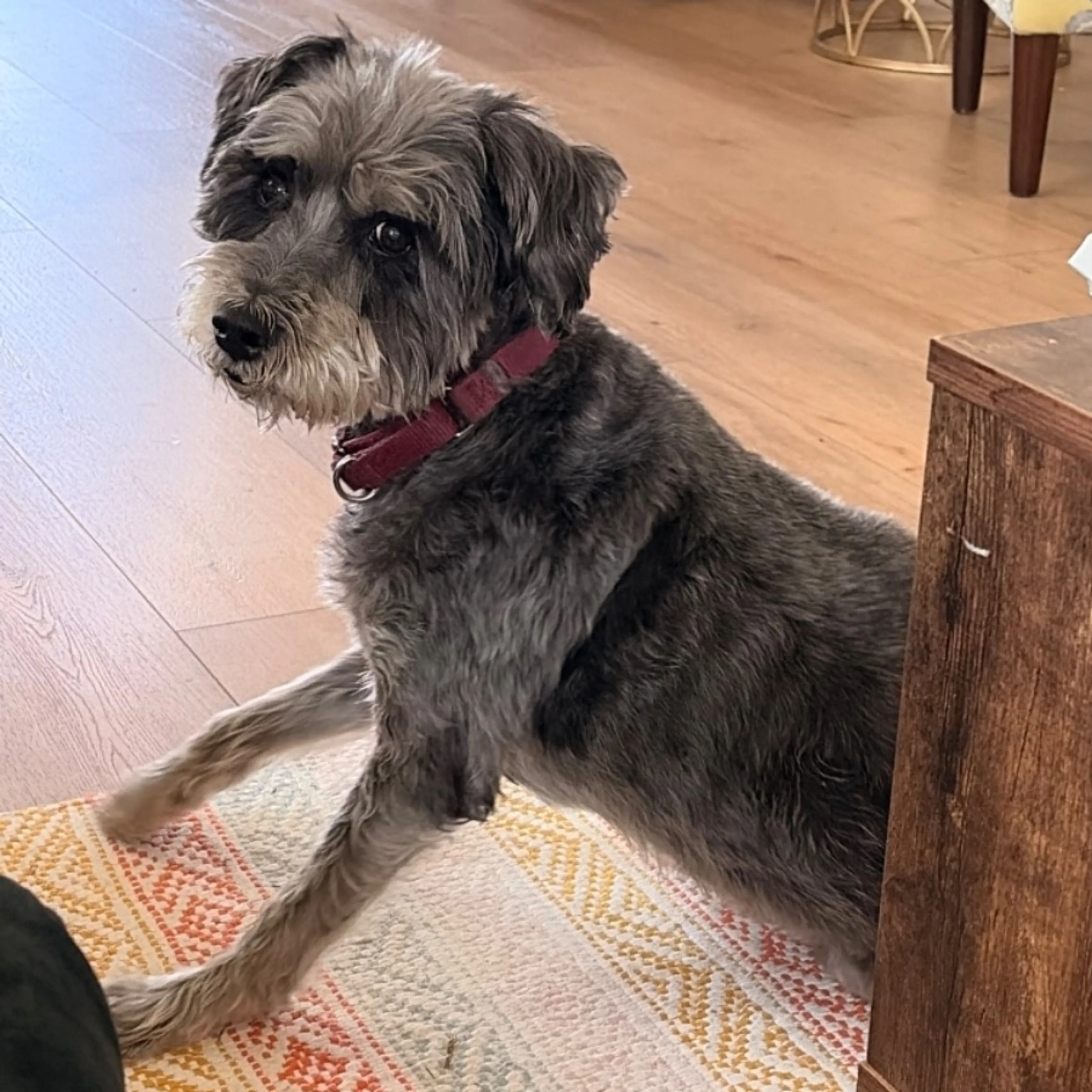 Lost pet