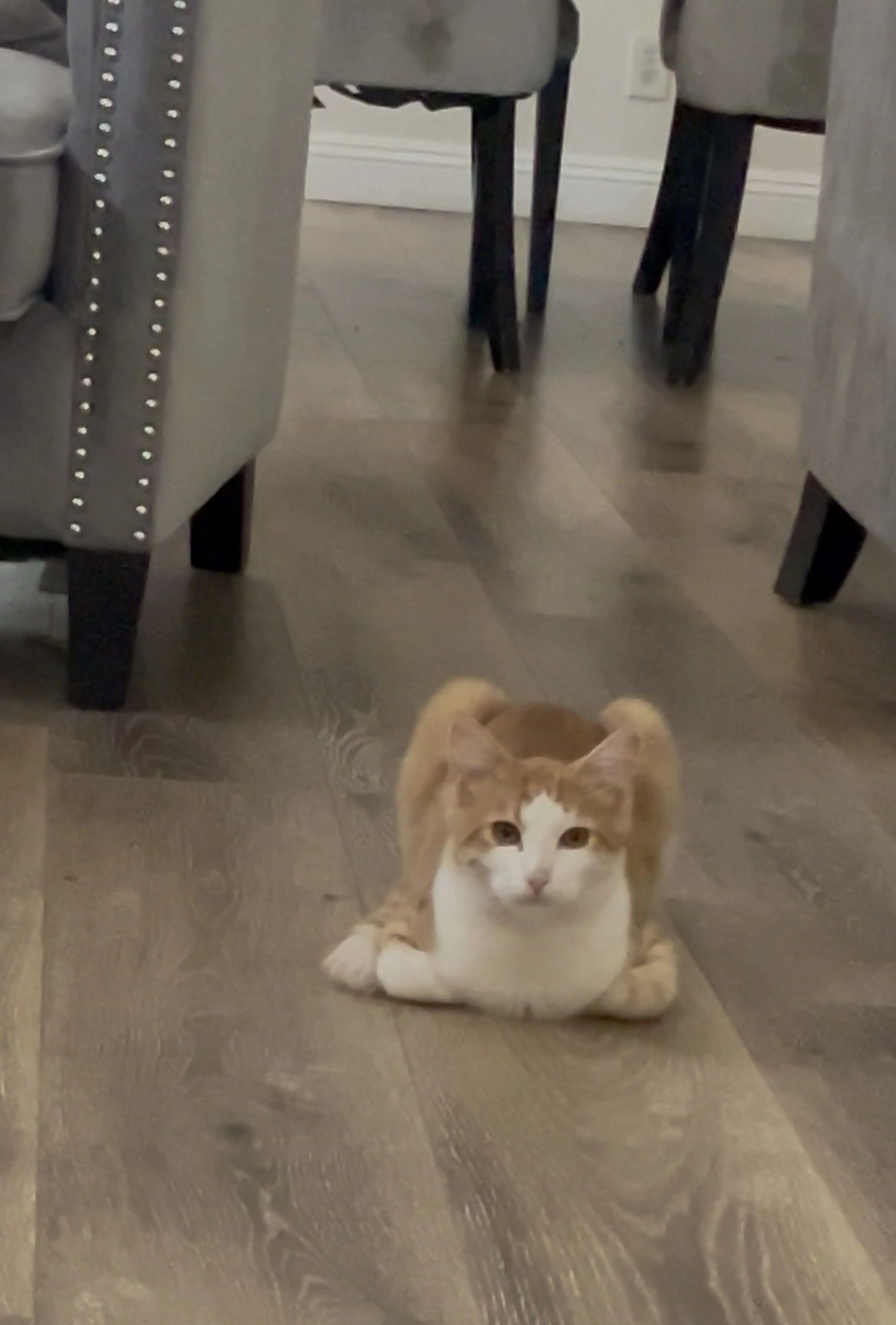 Lost pet-0