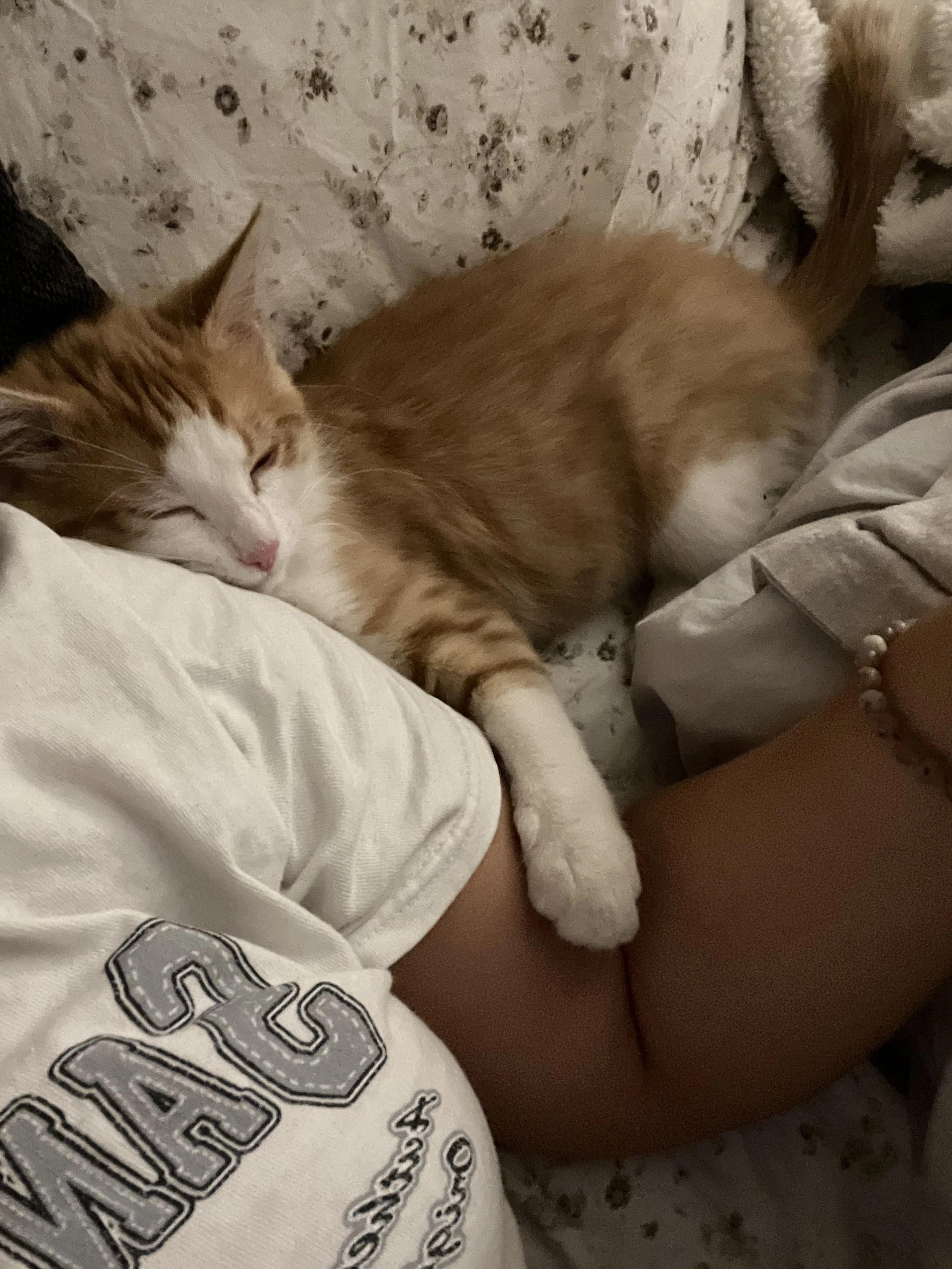 Lost pet-2