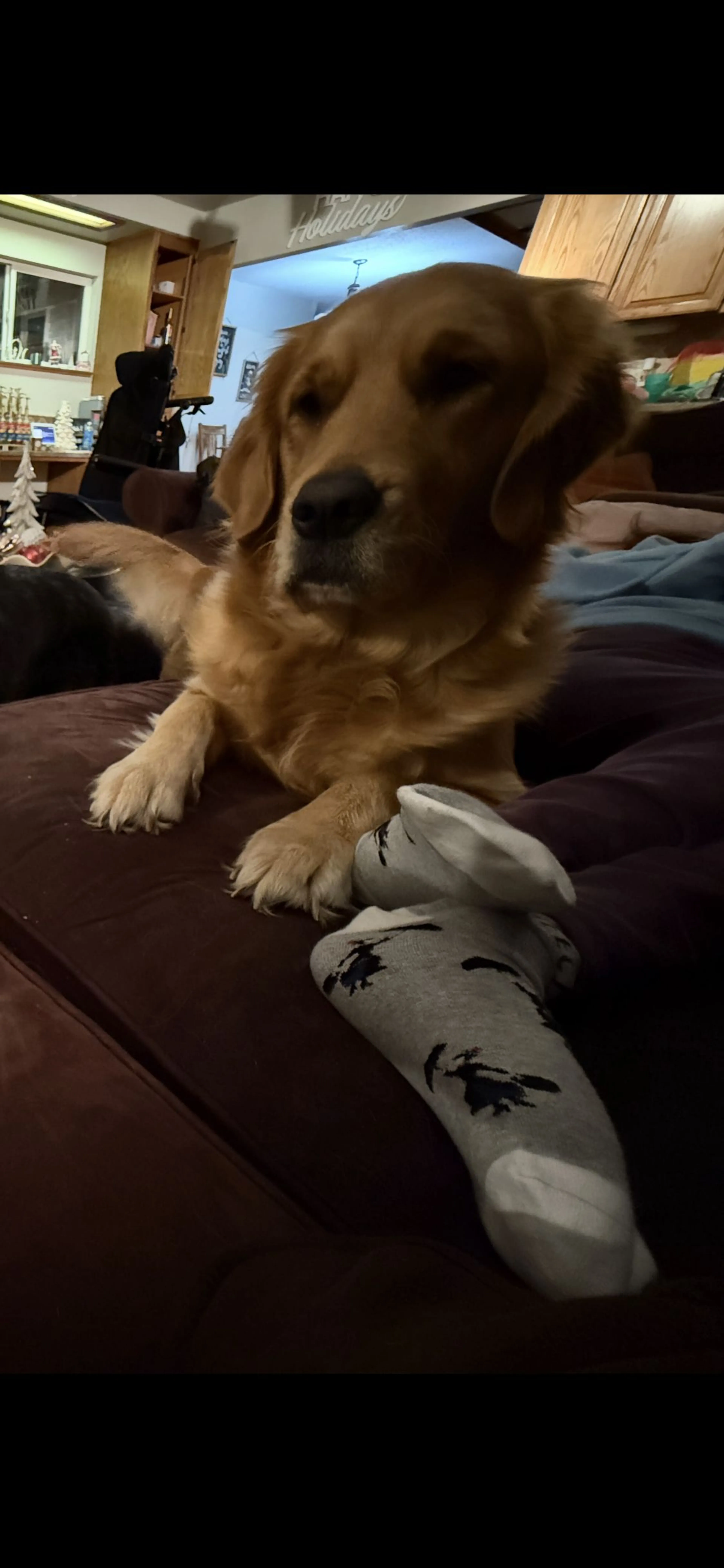 Lost pet-0