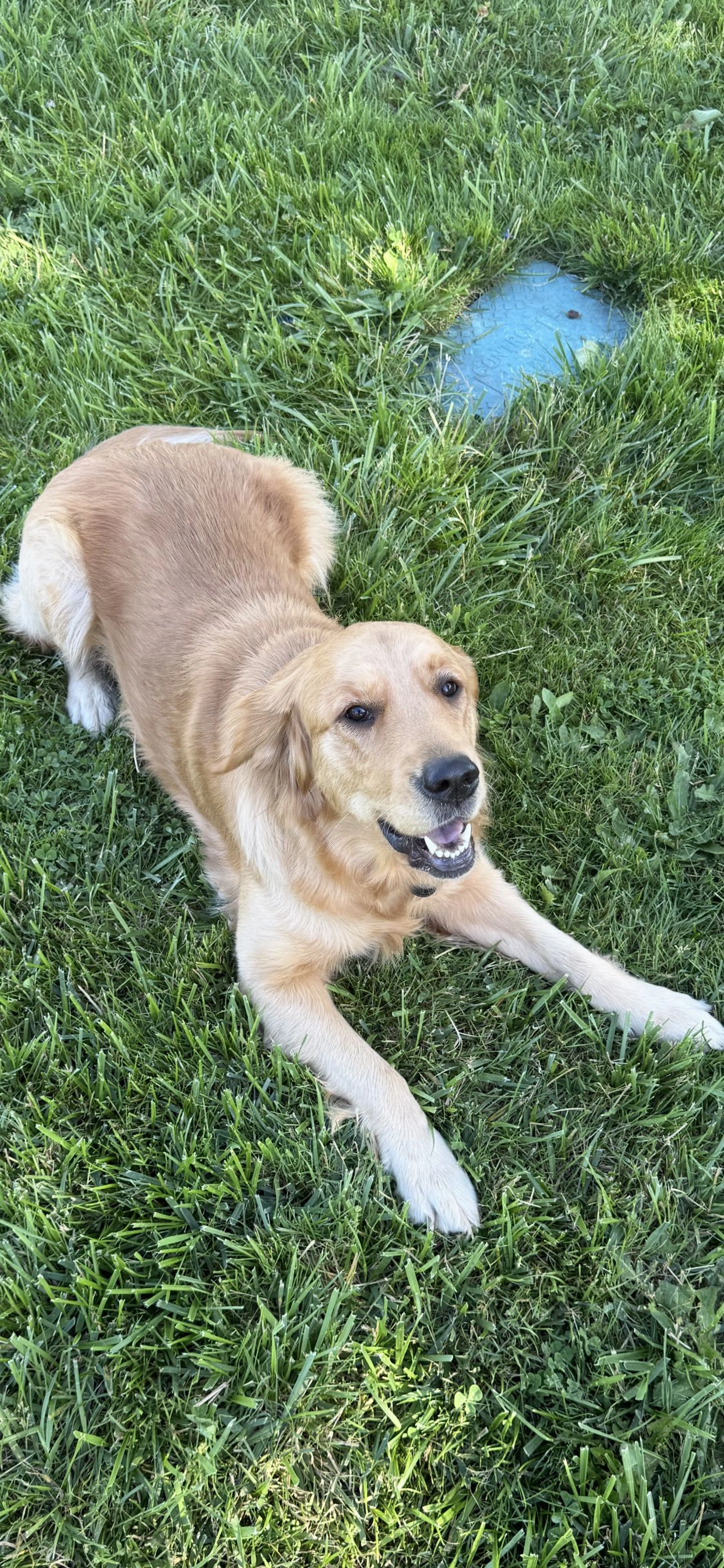 Lost pet-1