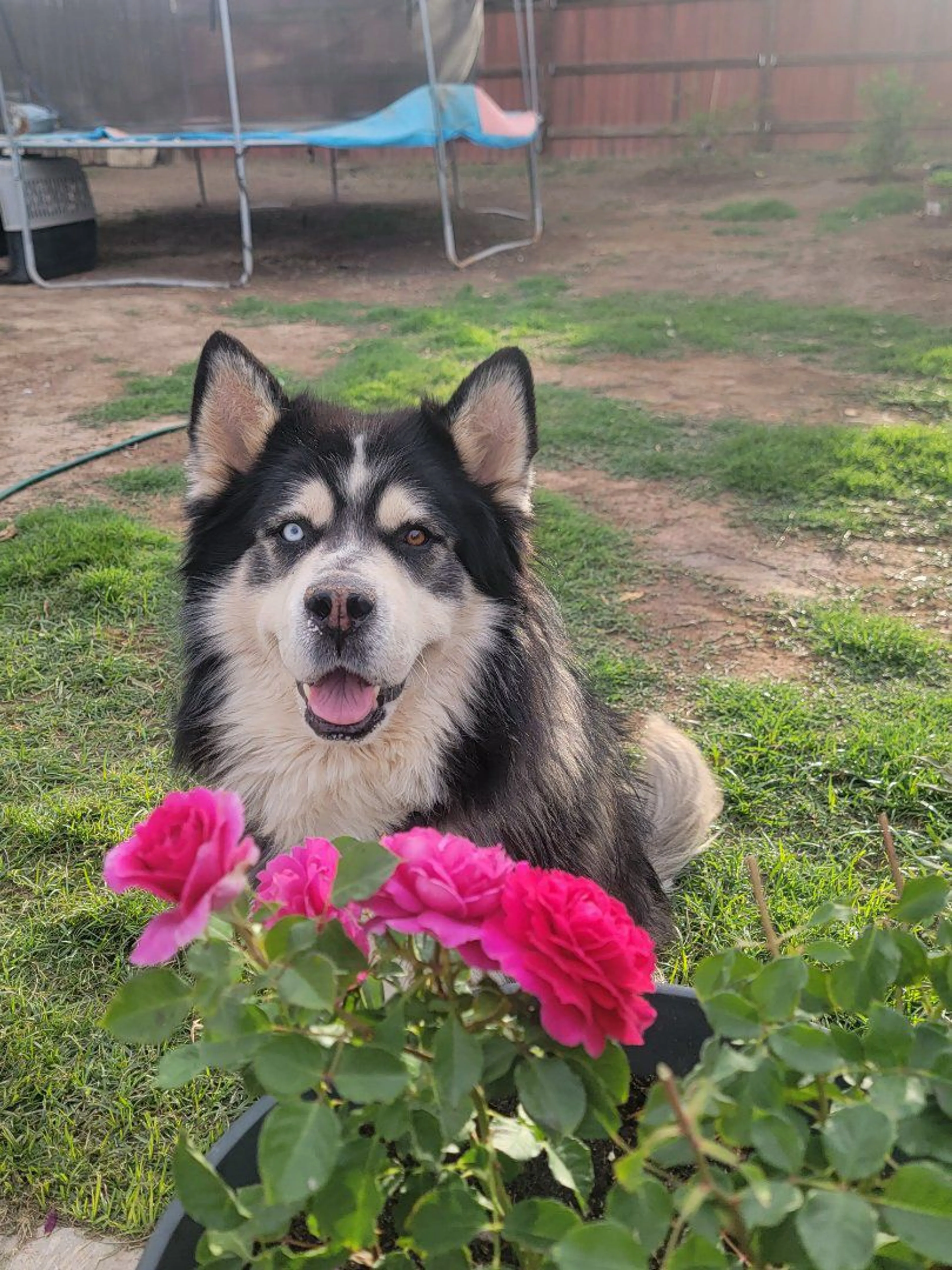 Lost pet