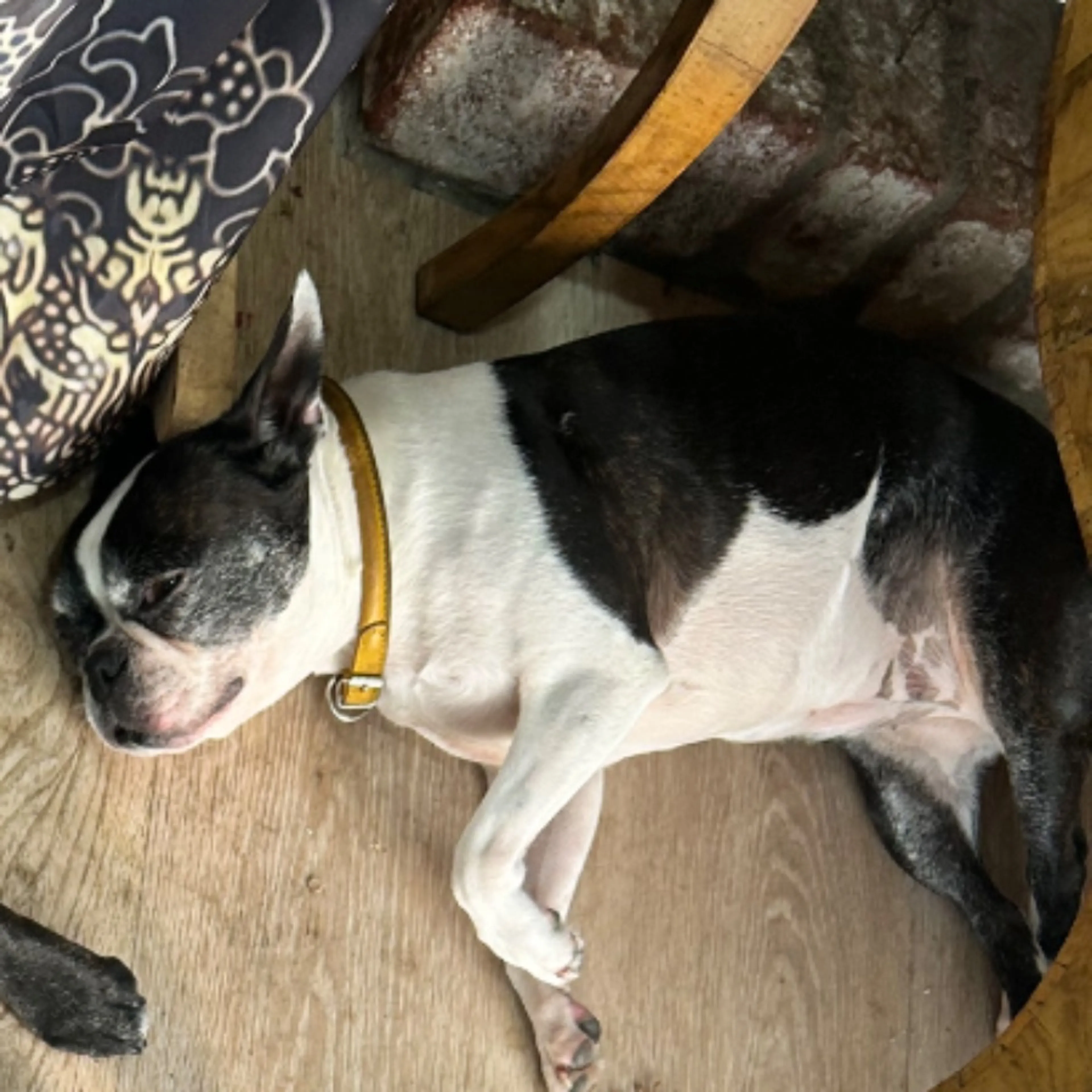 Lost pet