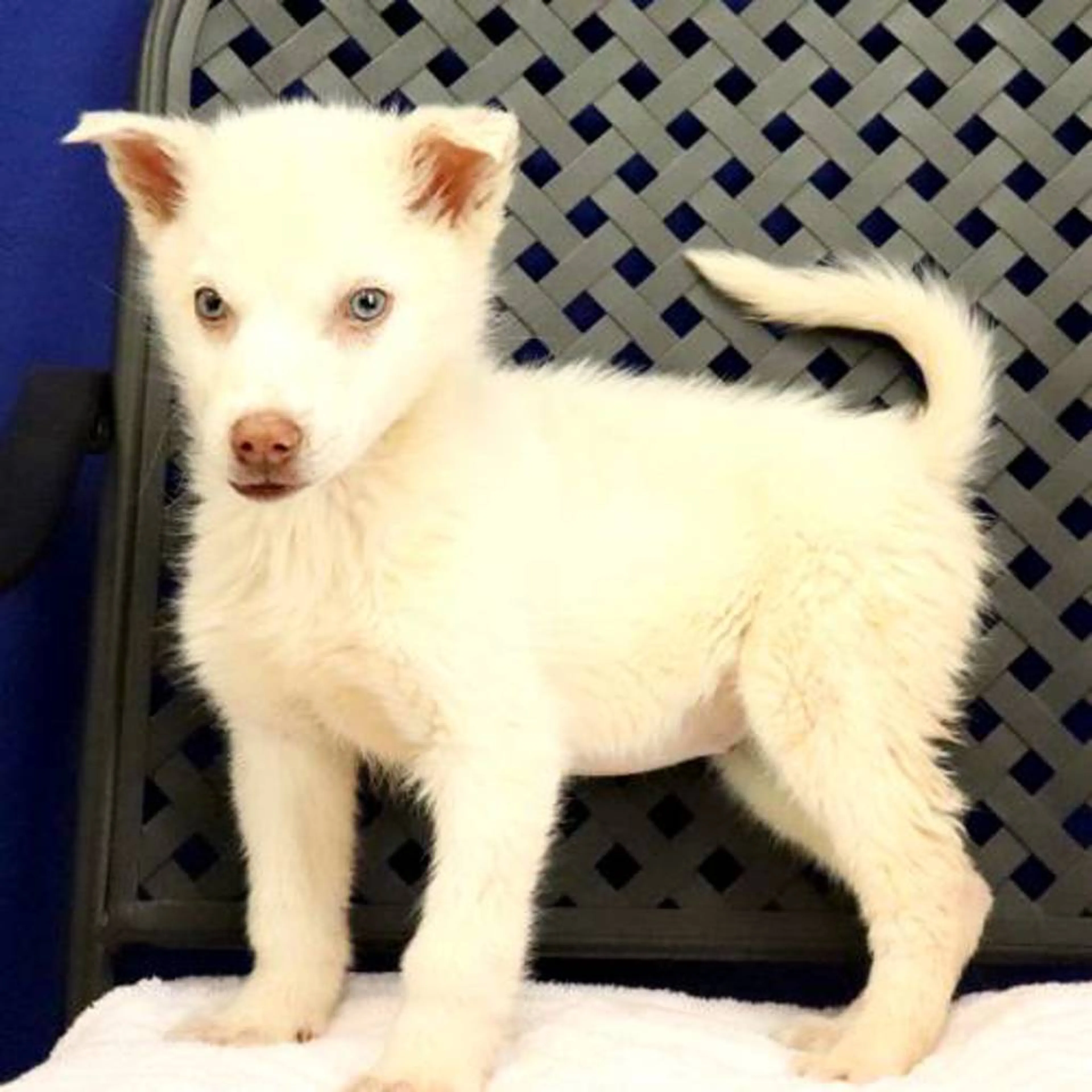 Found pet-1