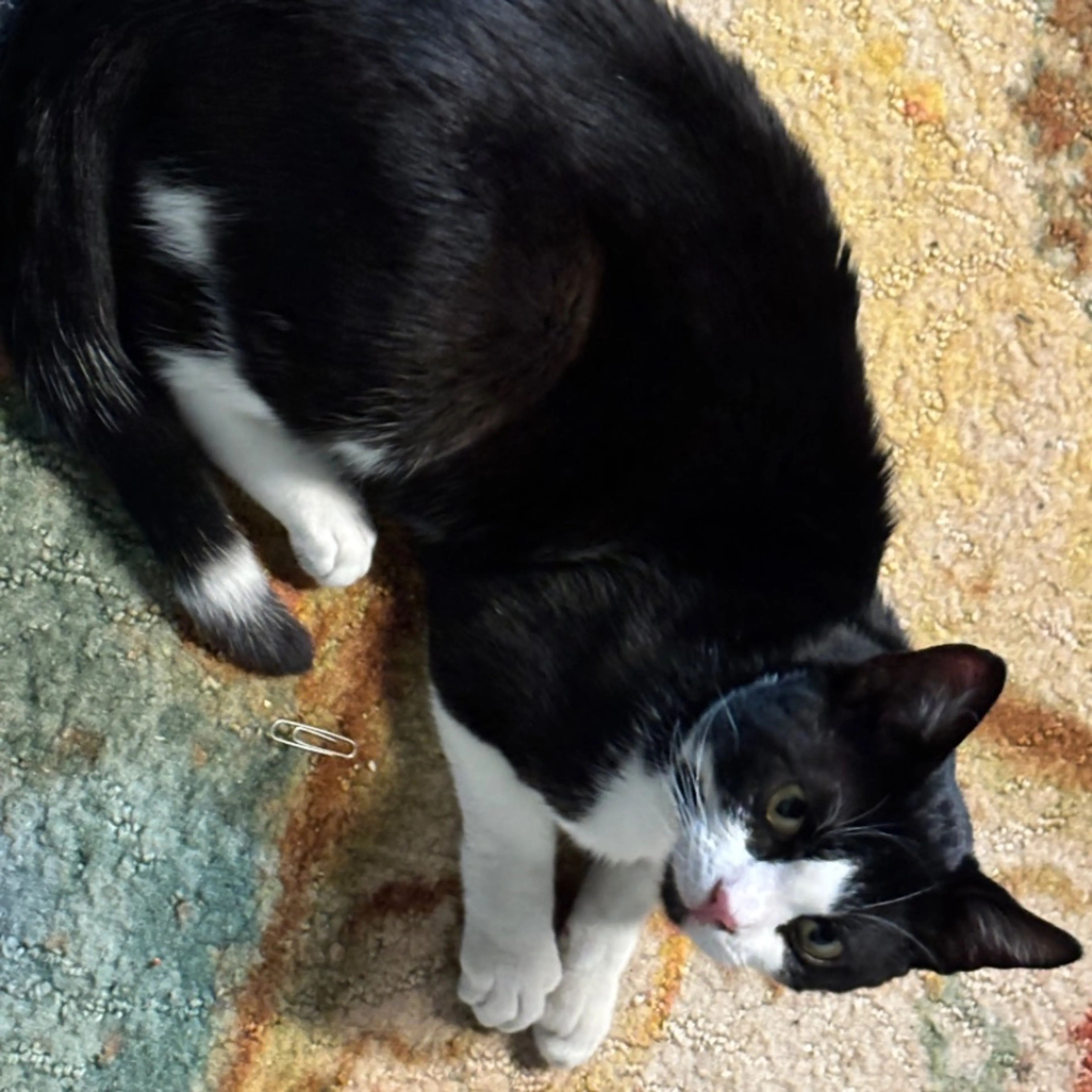 Found pet