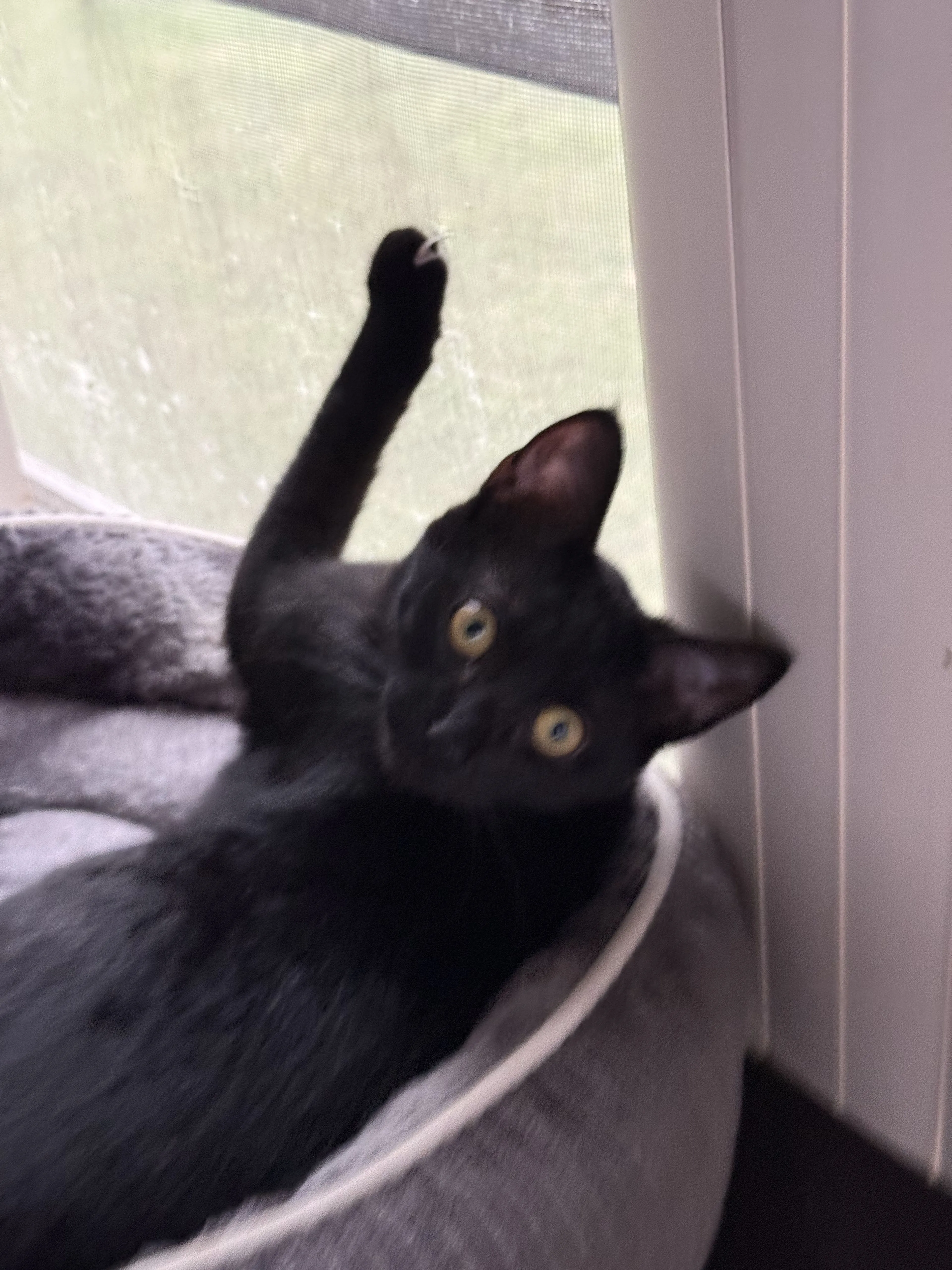 Lost pet-1