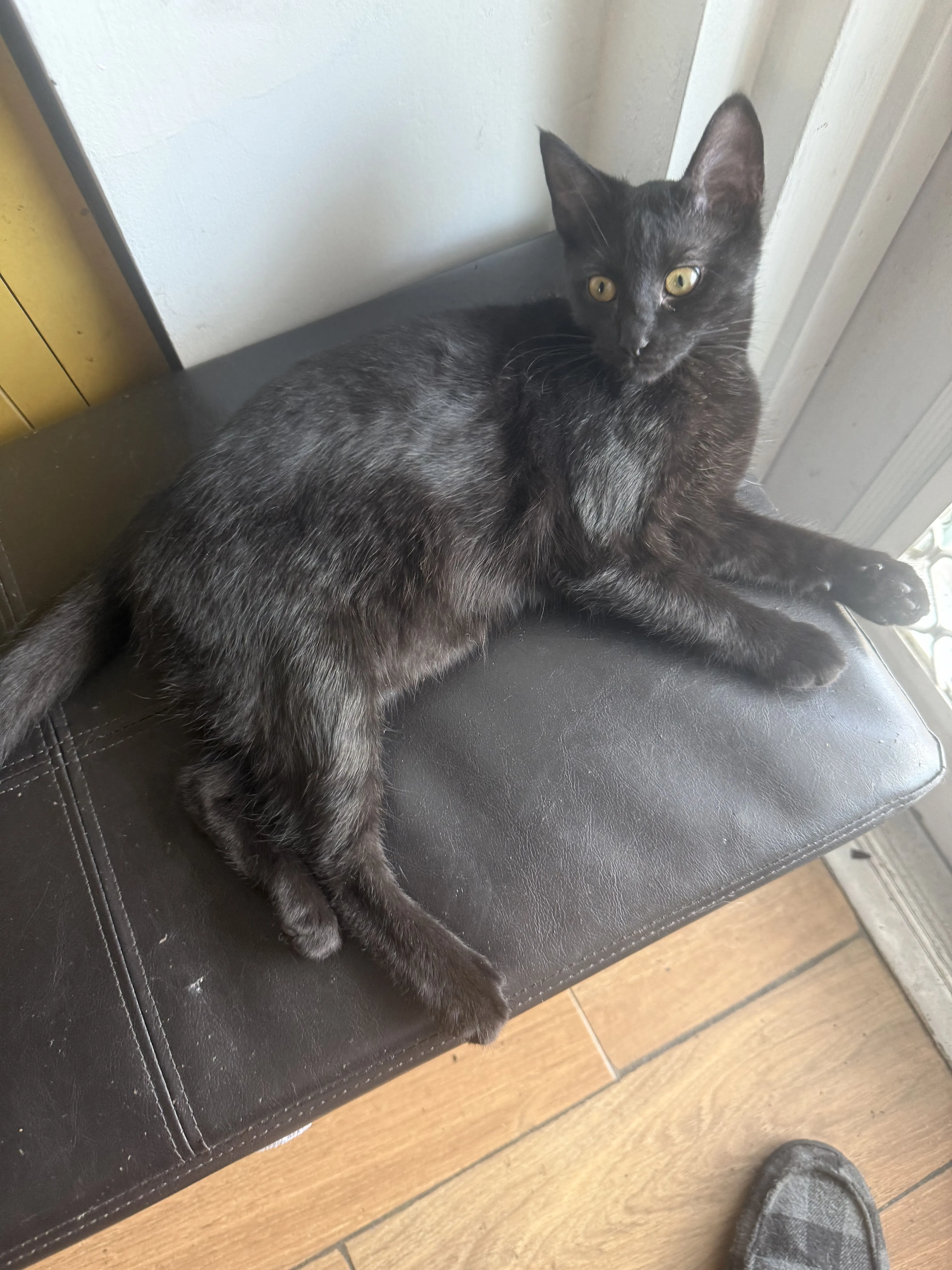 Lost pet-2