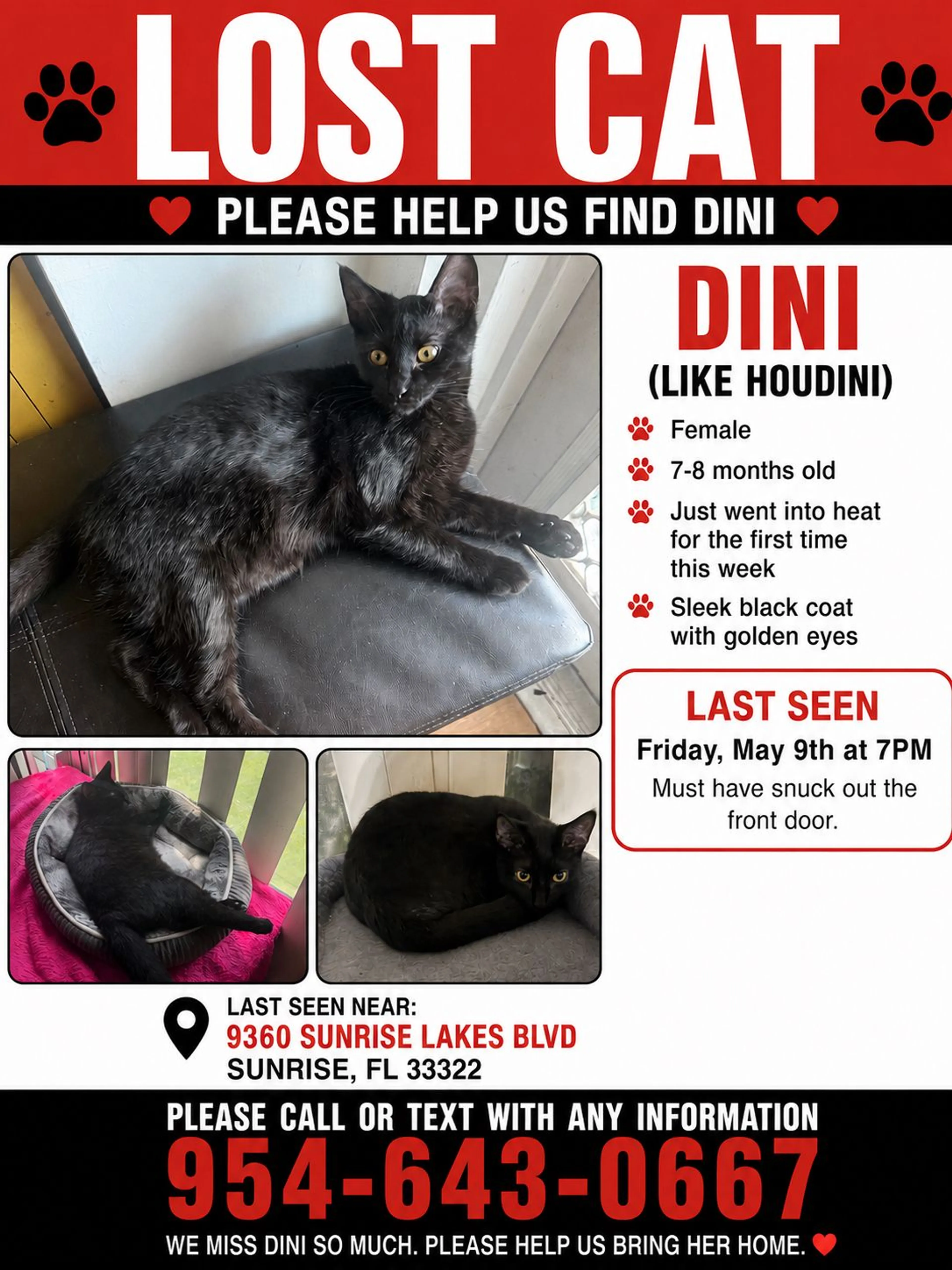 Lost pet-0