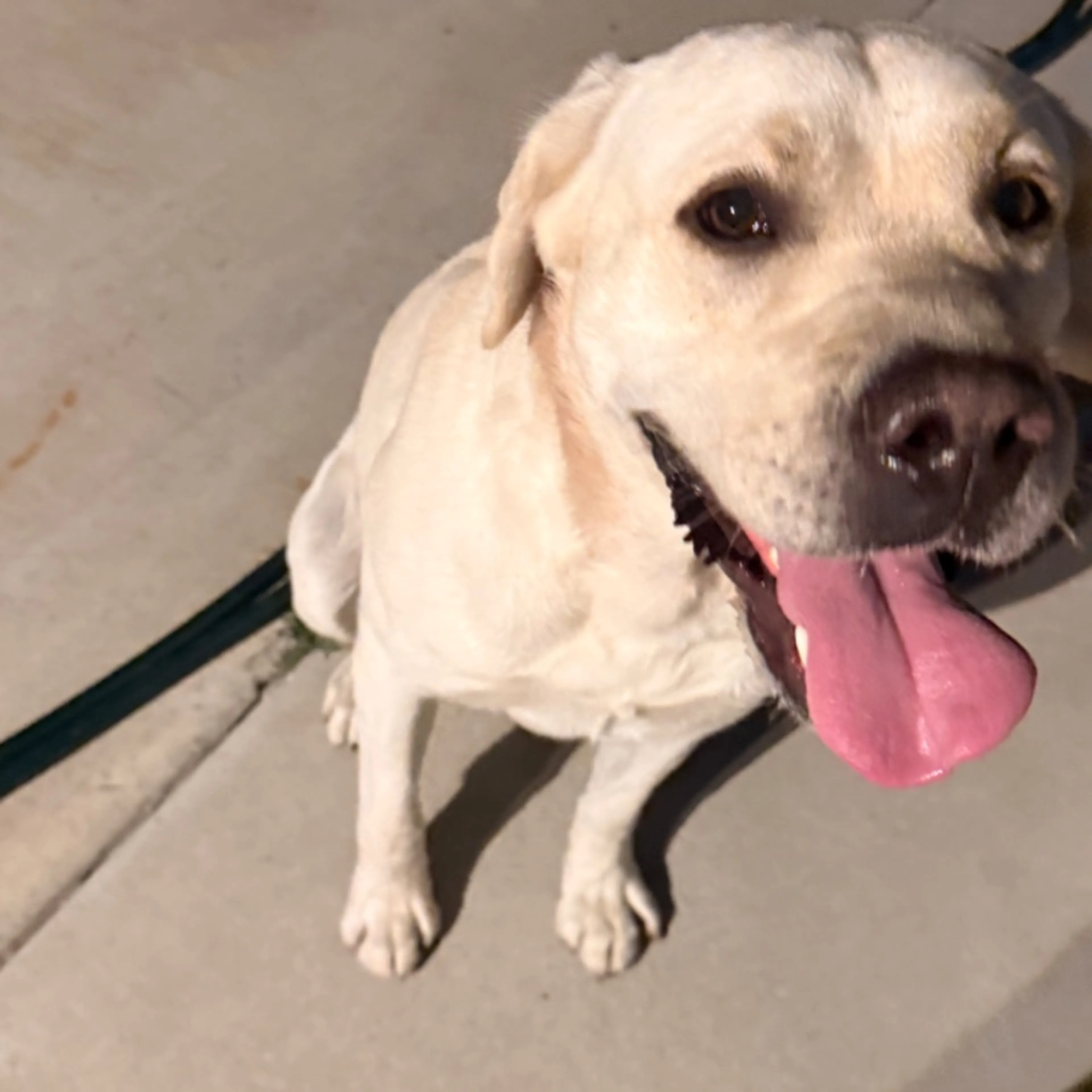 Found pet