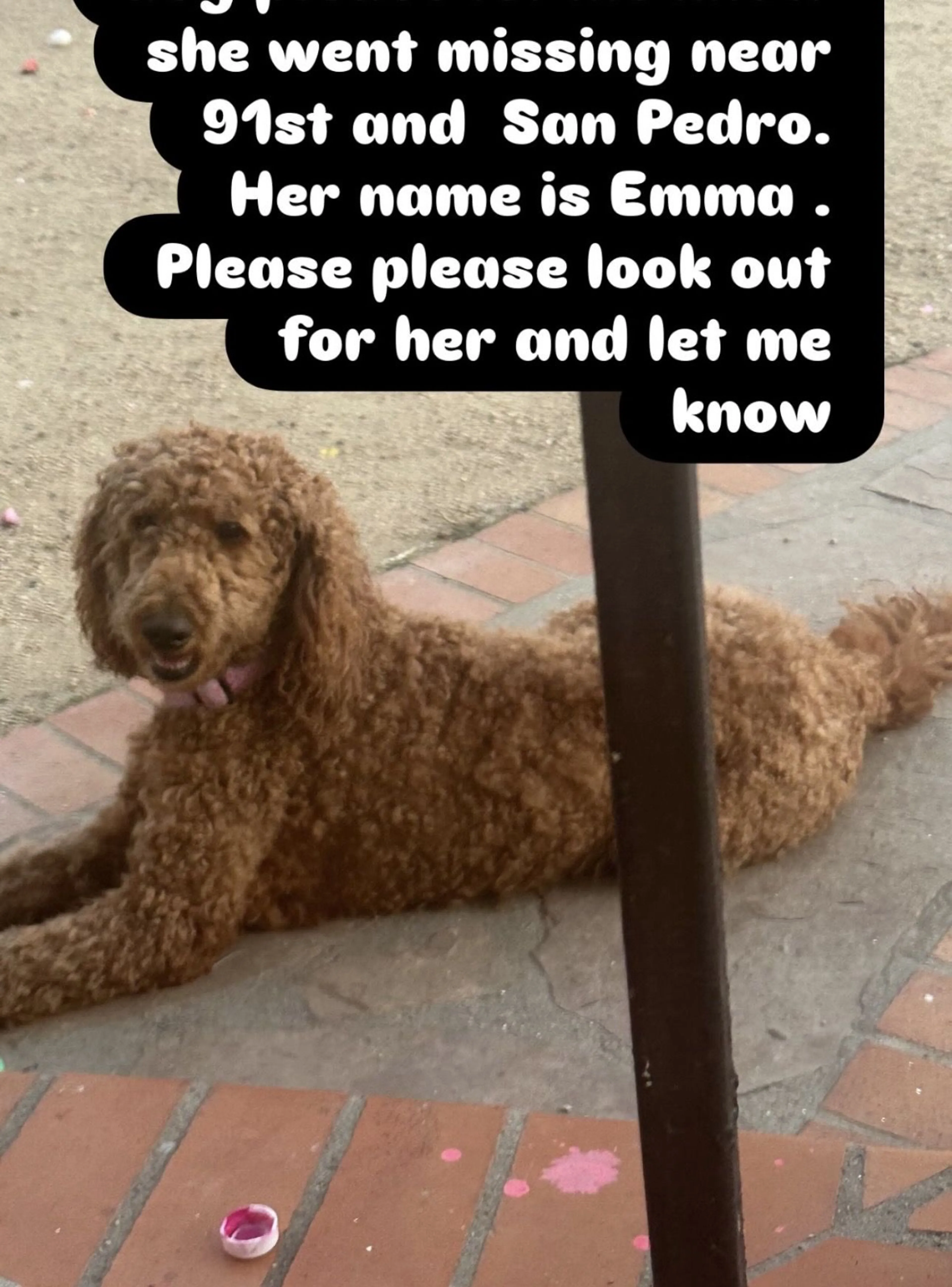 Lost pet