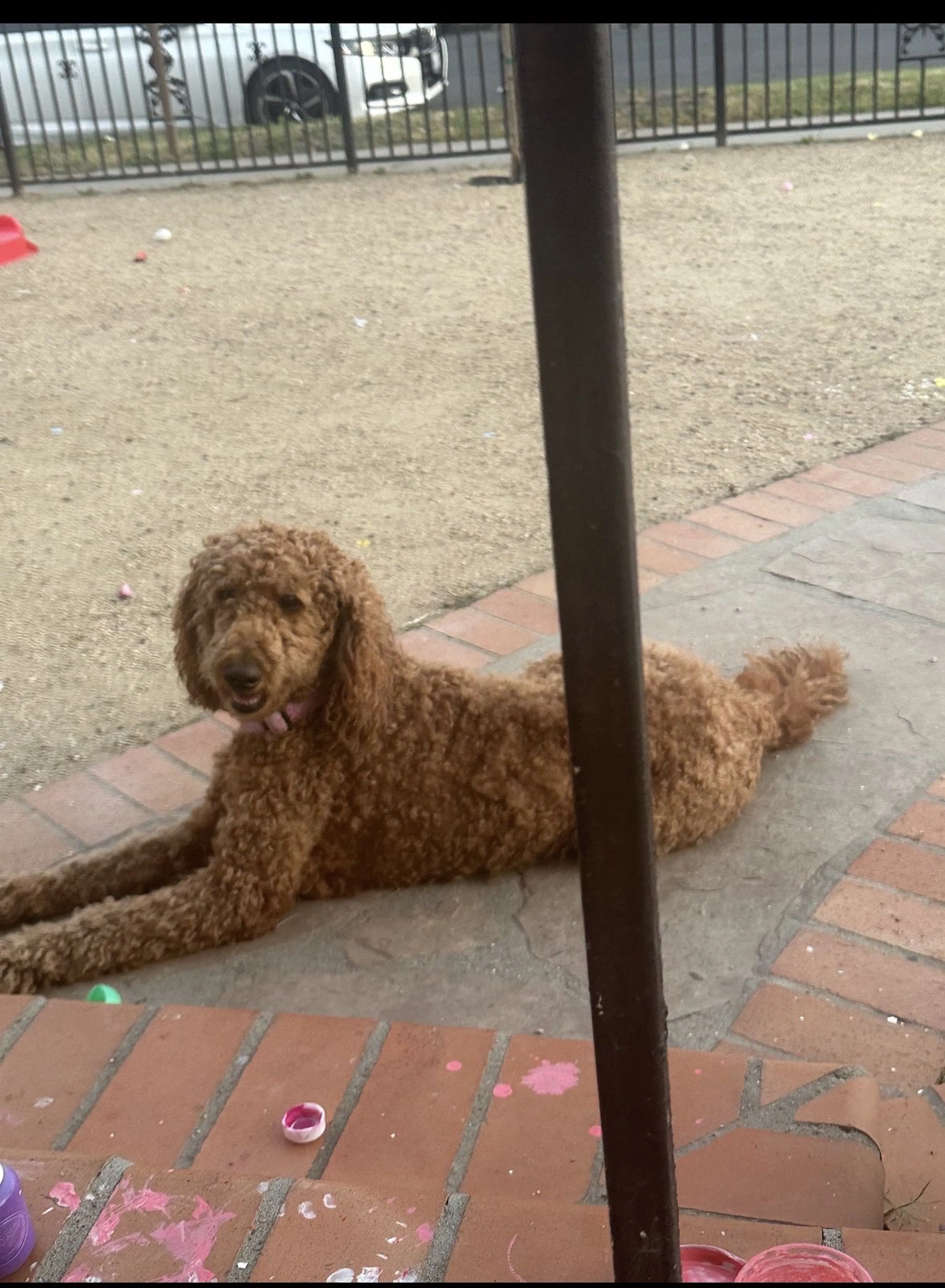 Lost pet