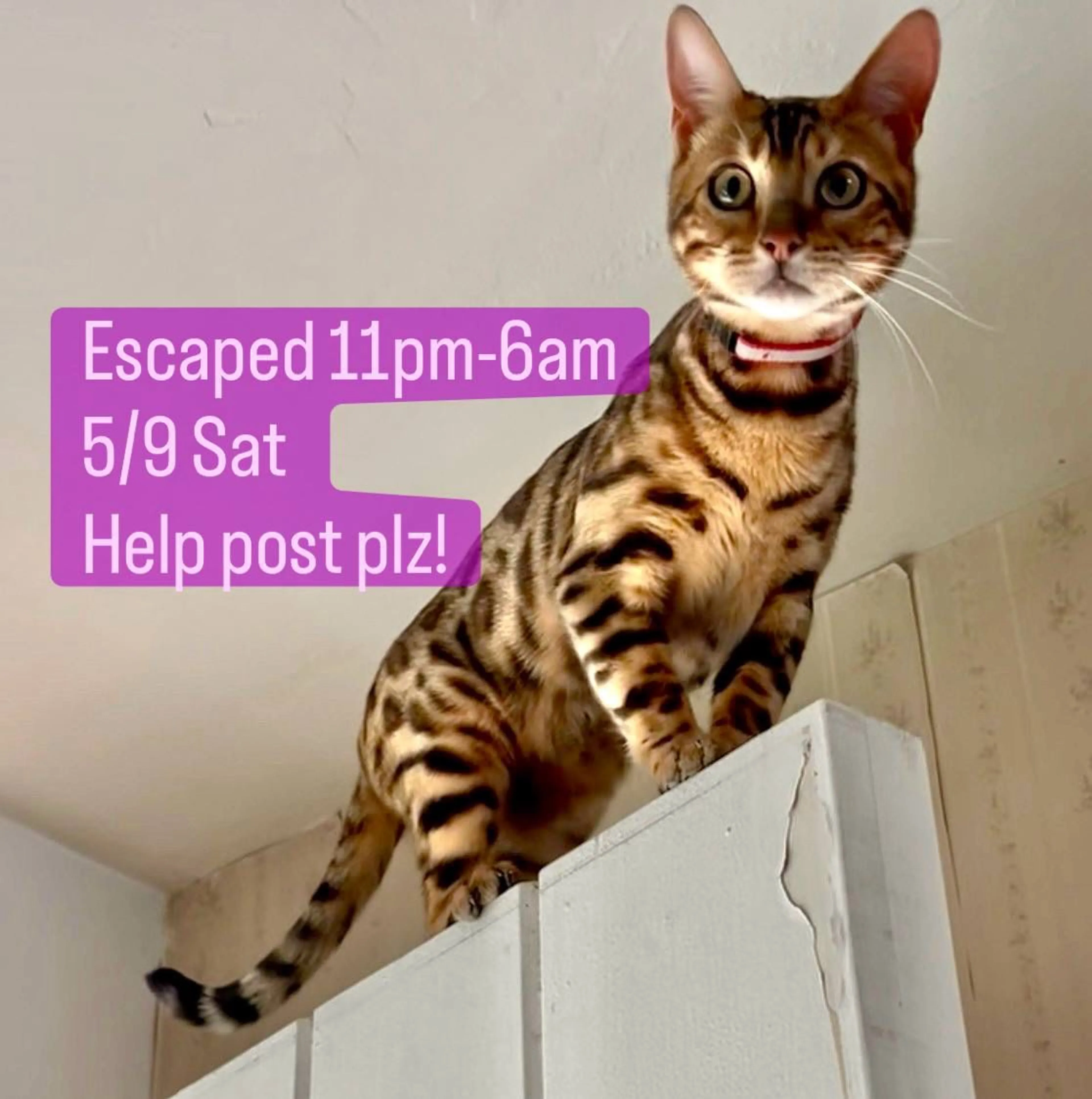 Lost pet