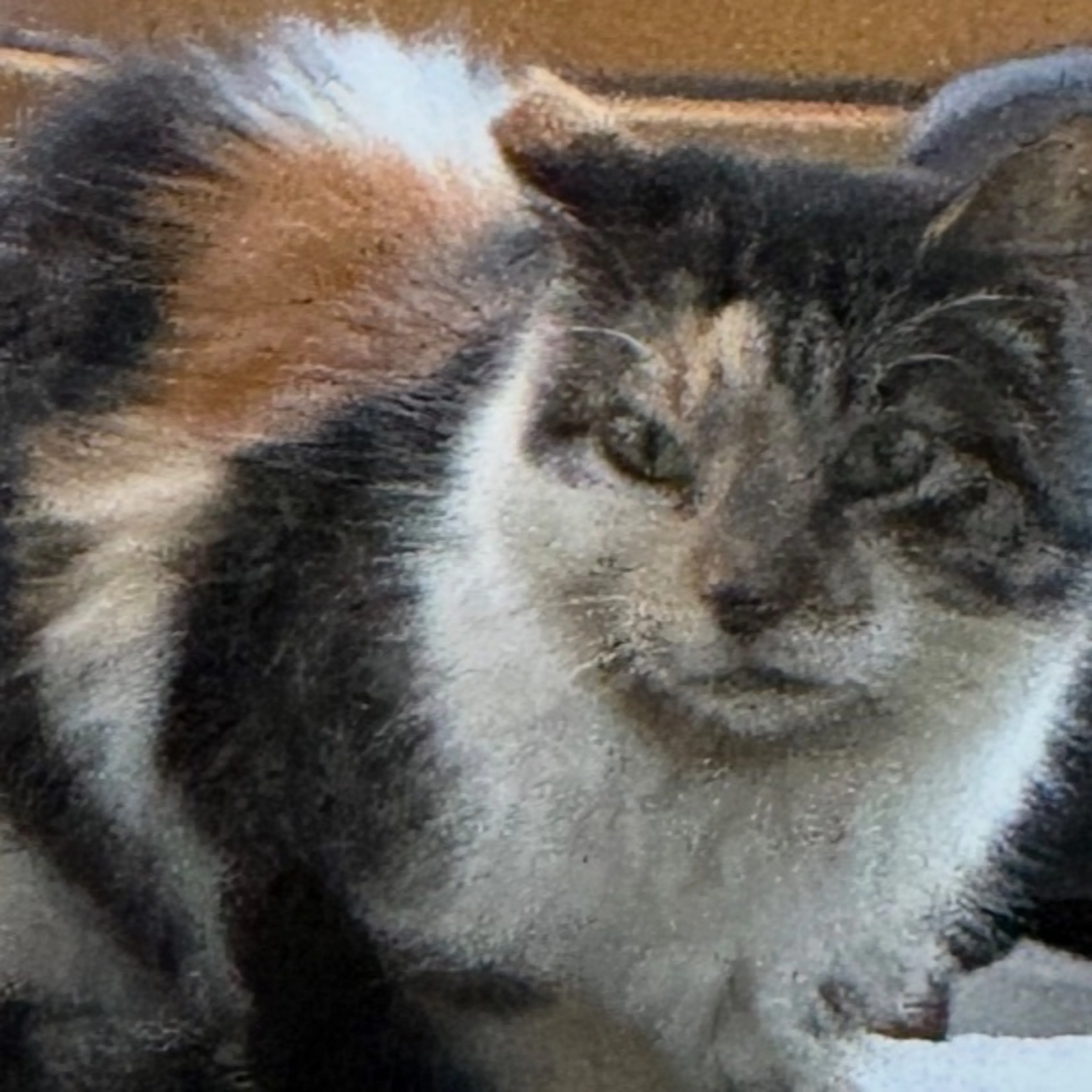 Lost pet