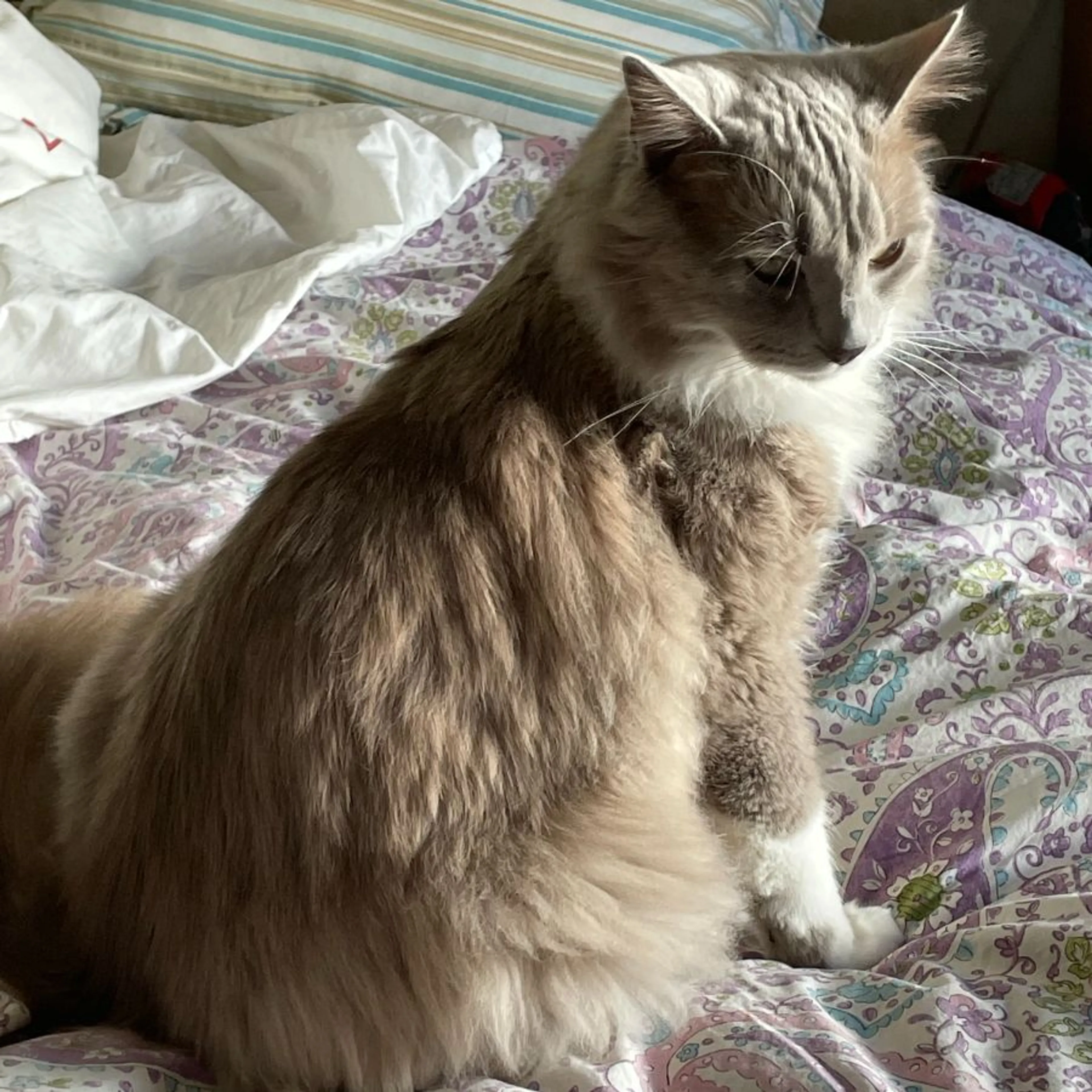 Lost pet-0