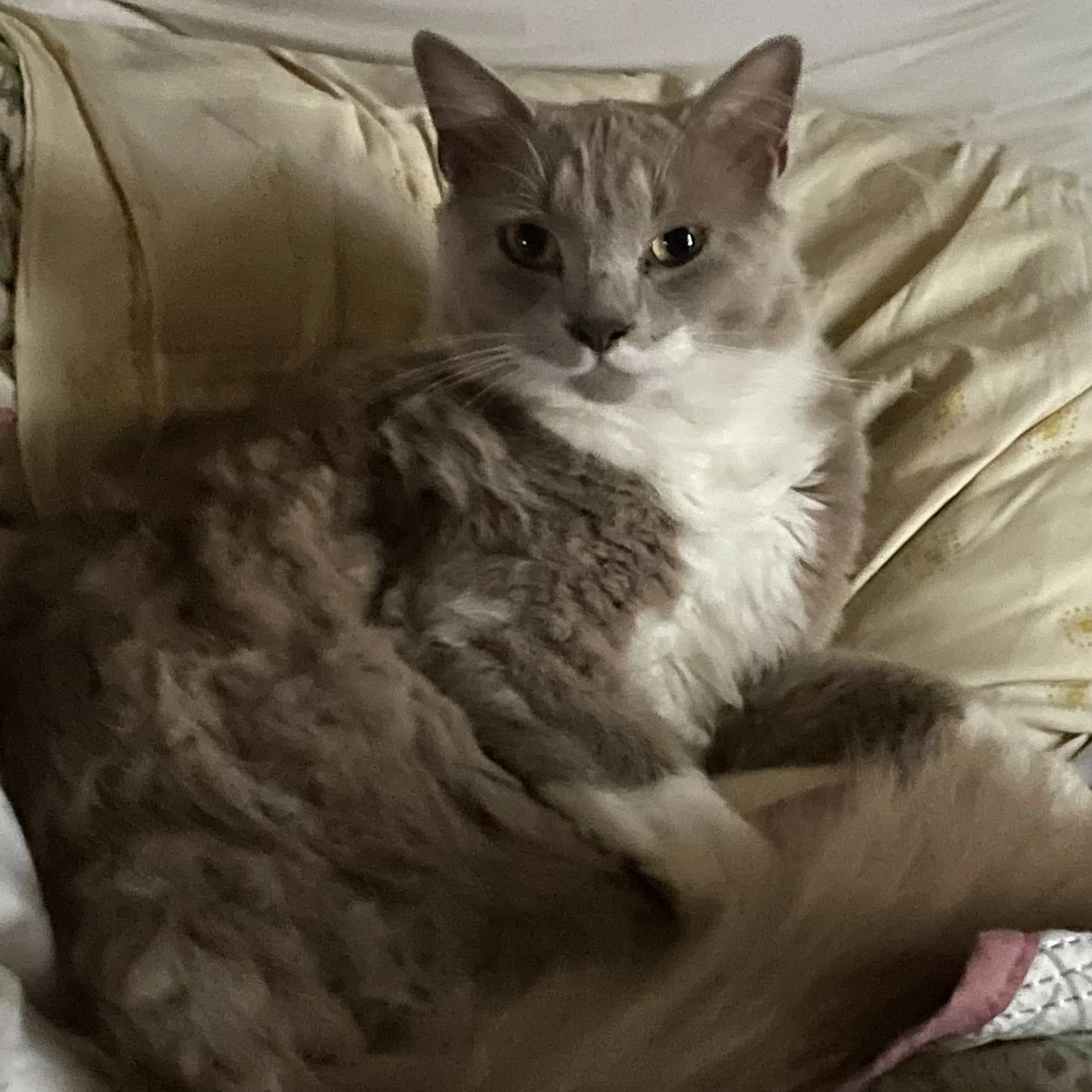Lost pet-2