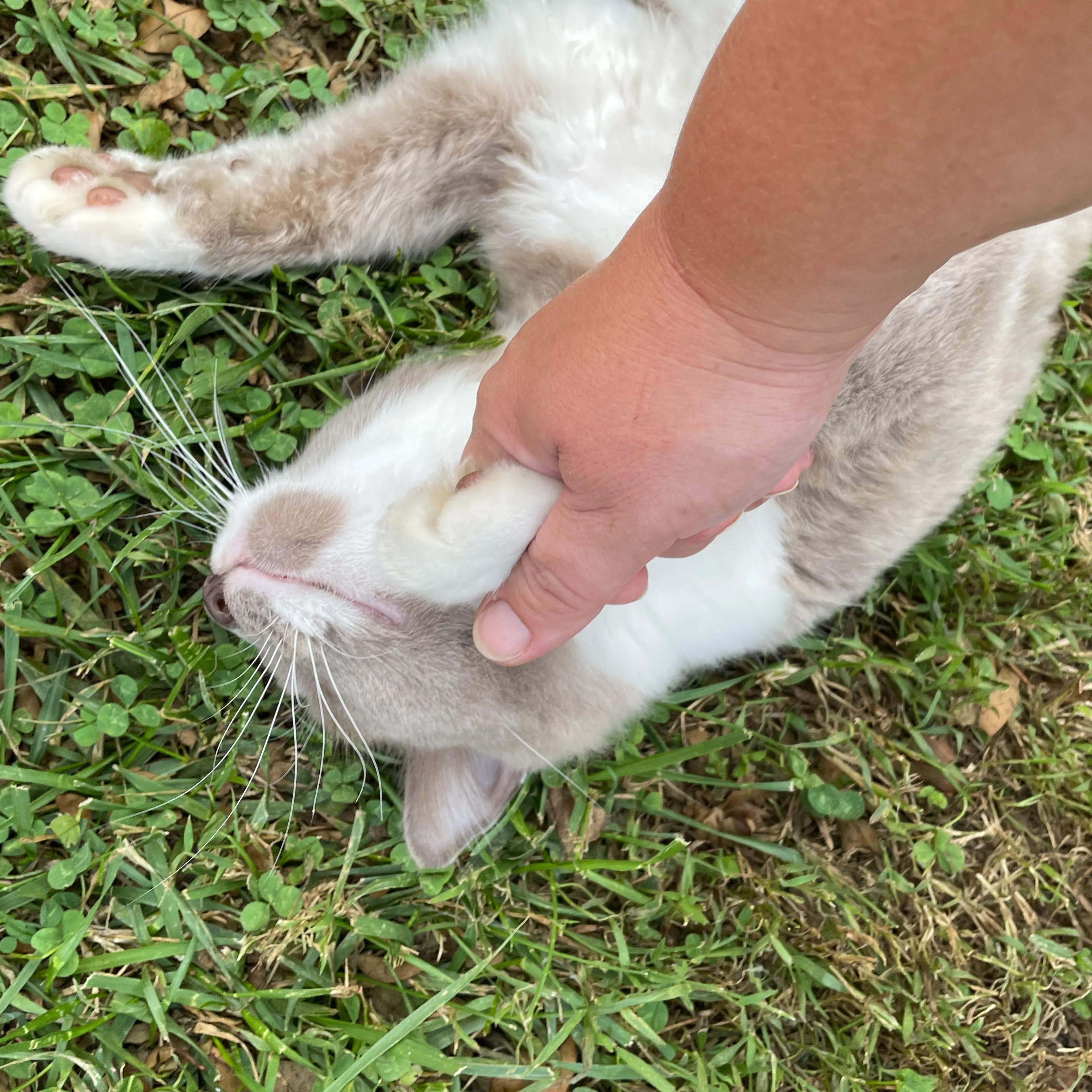 Lost pet-3