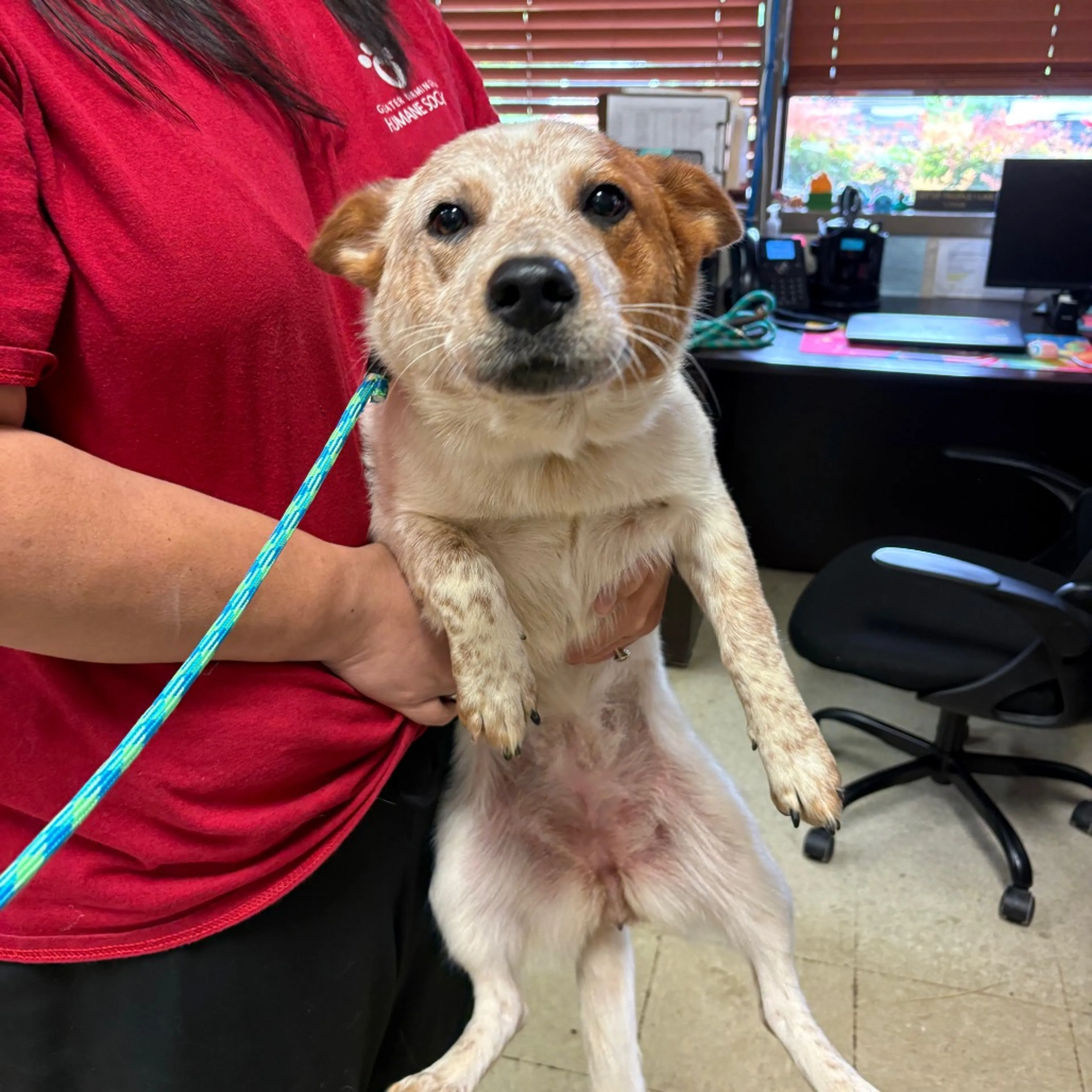 Found pet