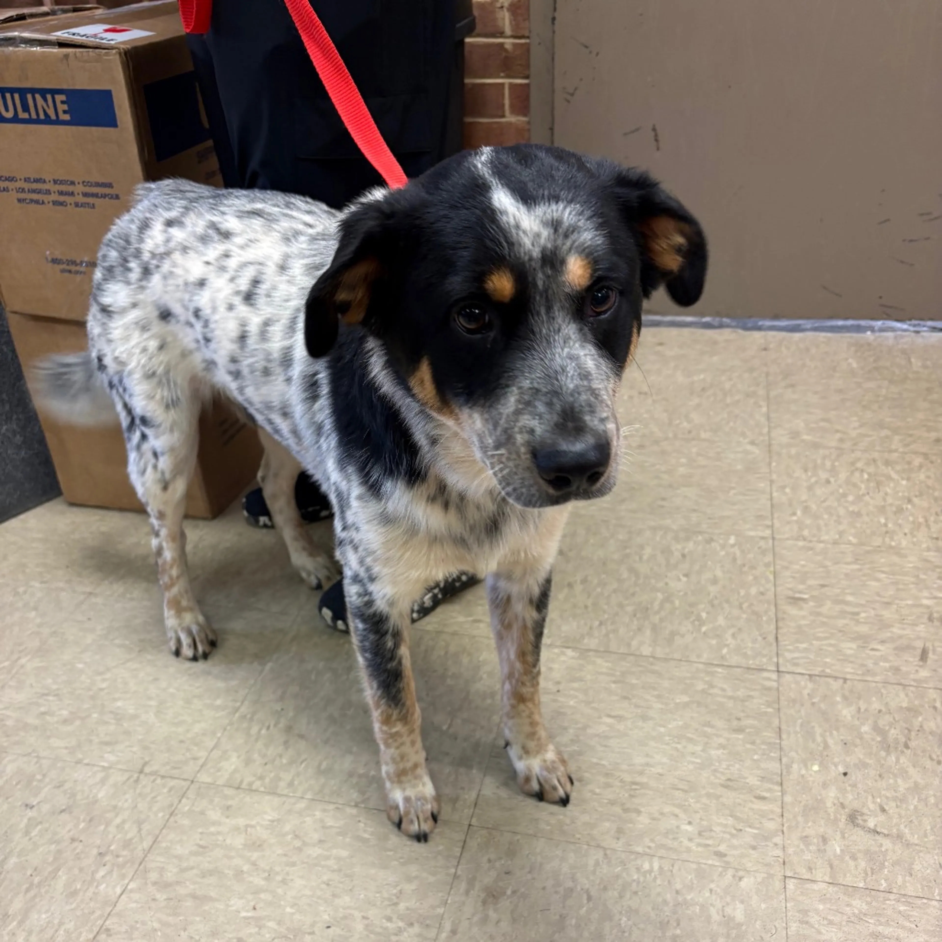 Found pet