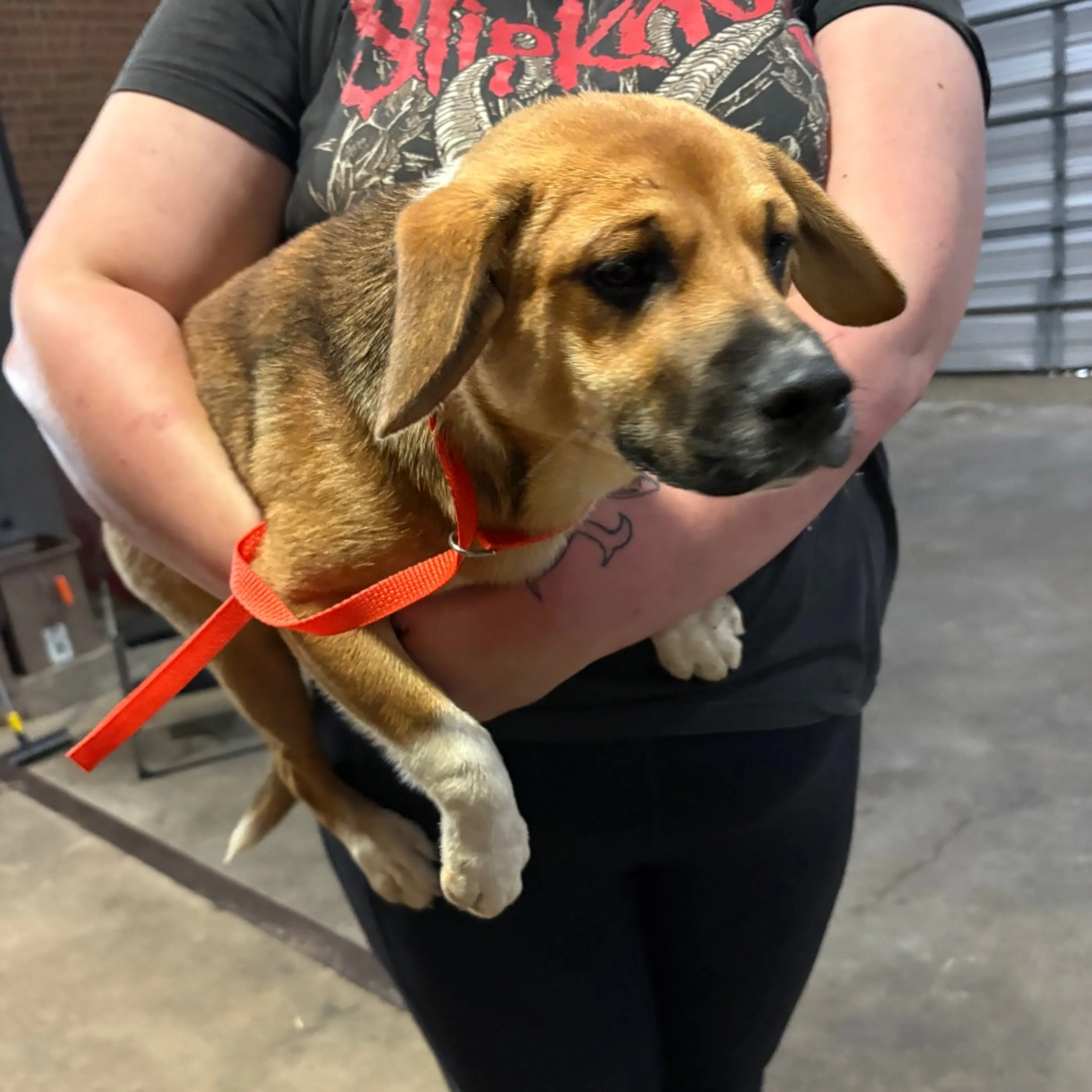 Found pet