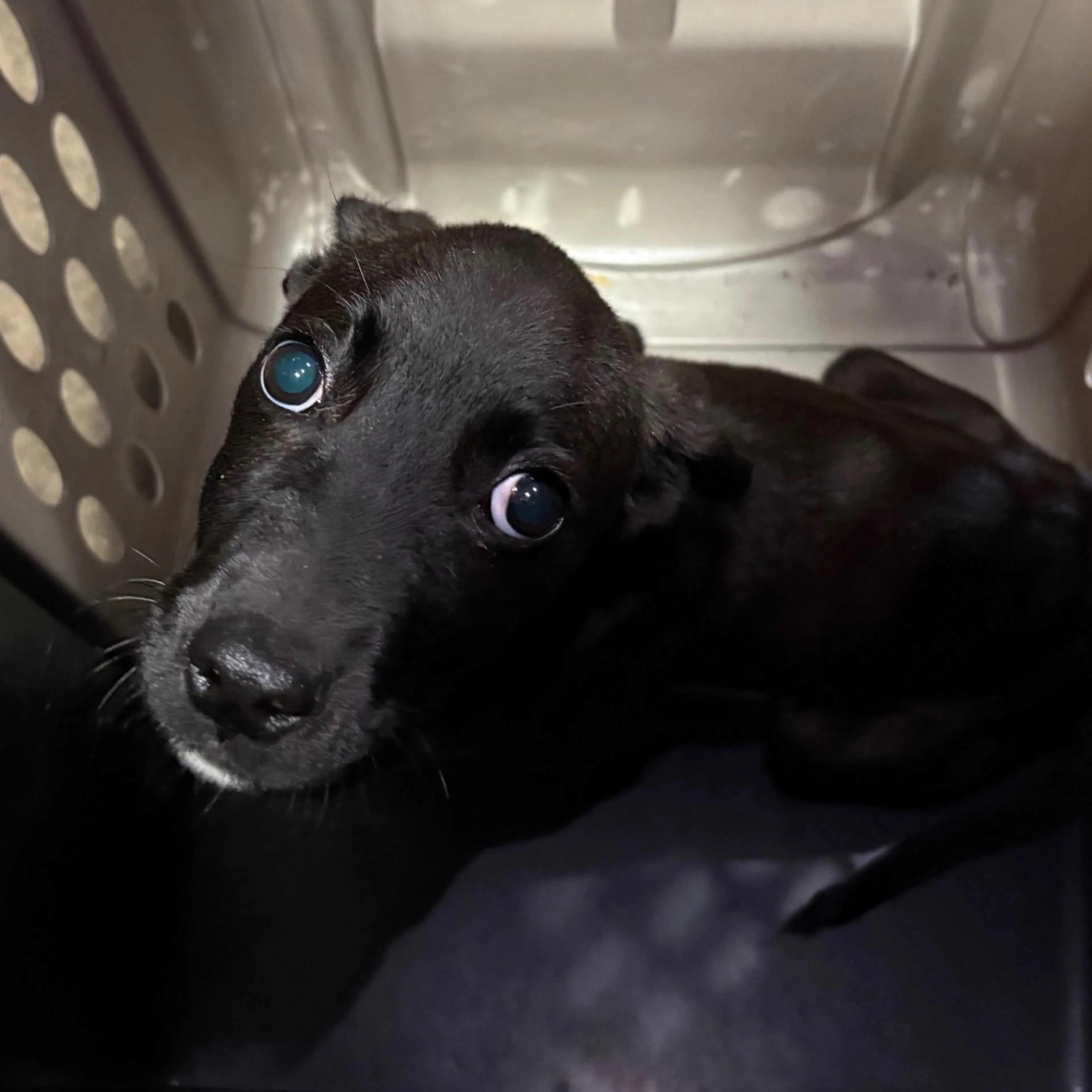 Found pet