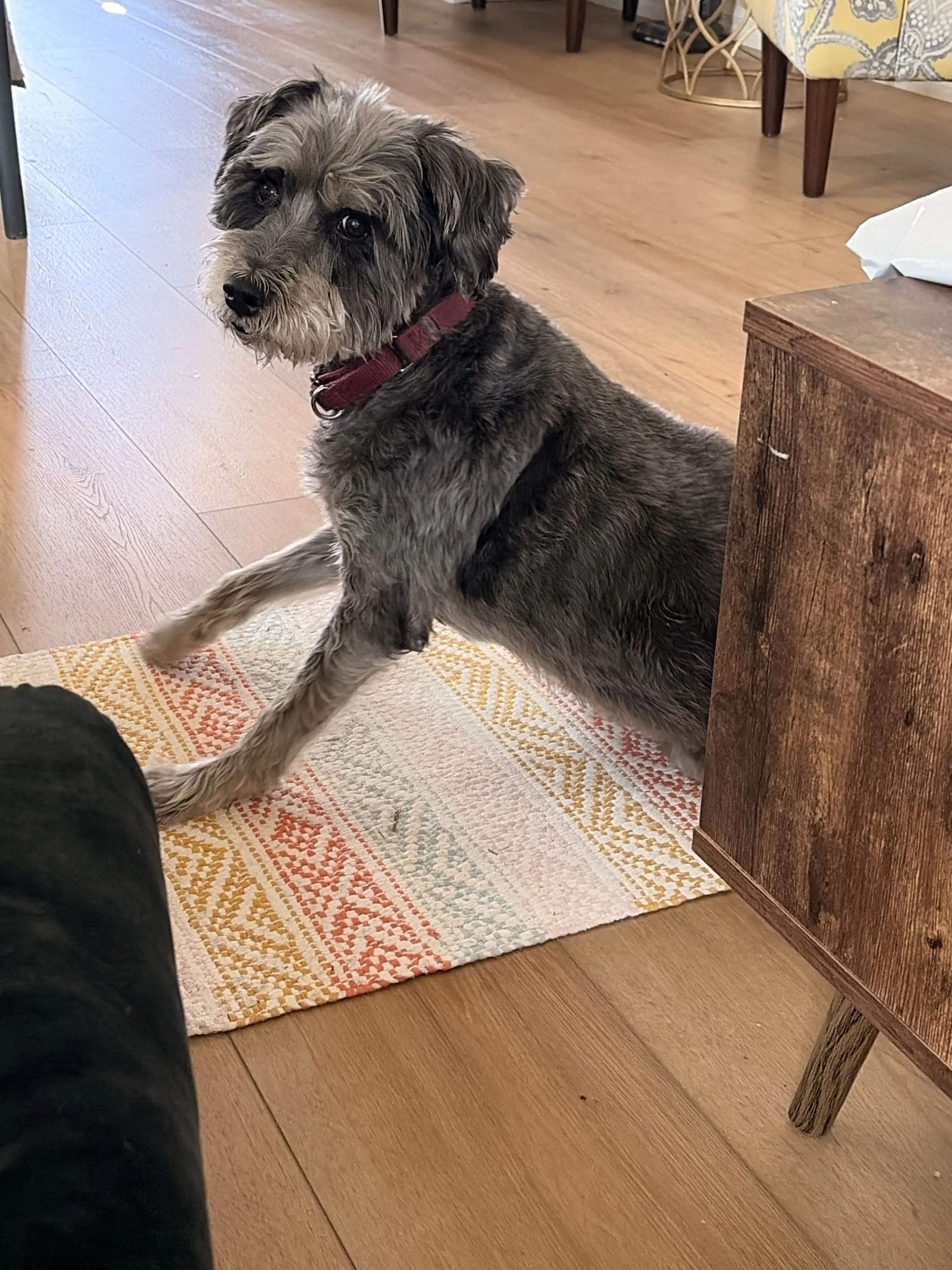 Lost pet