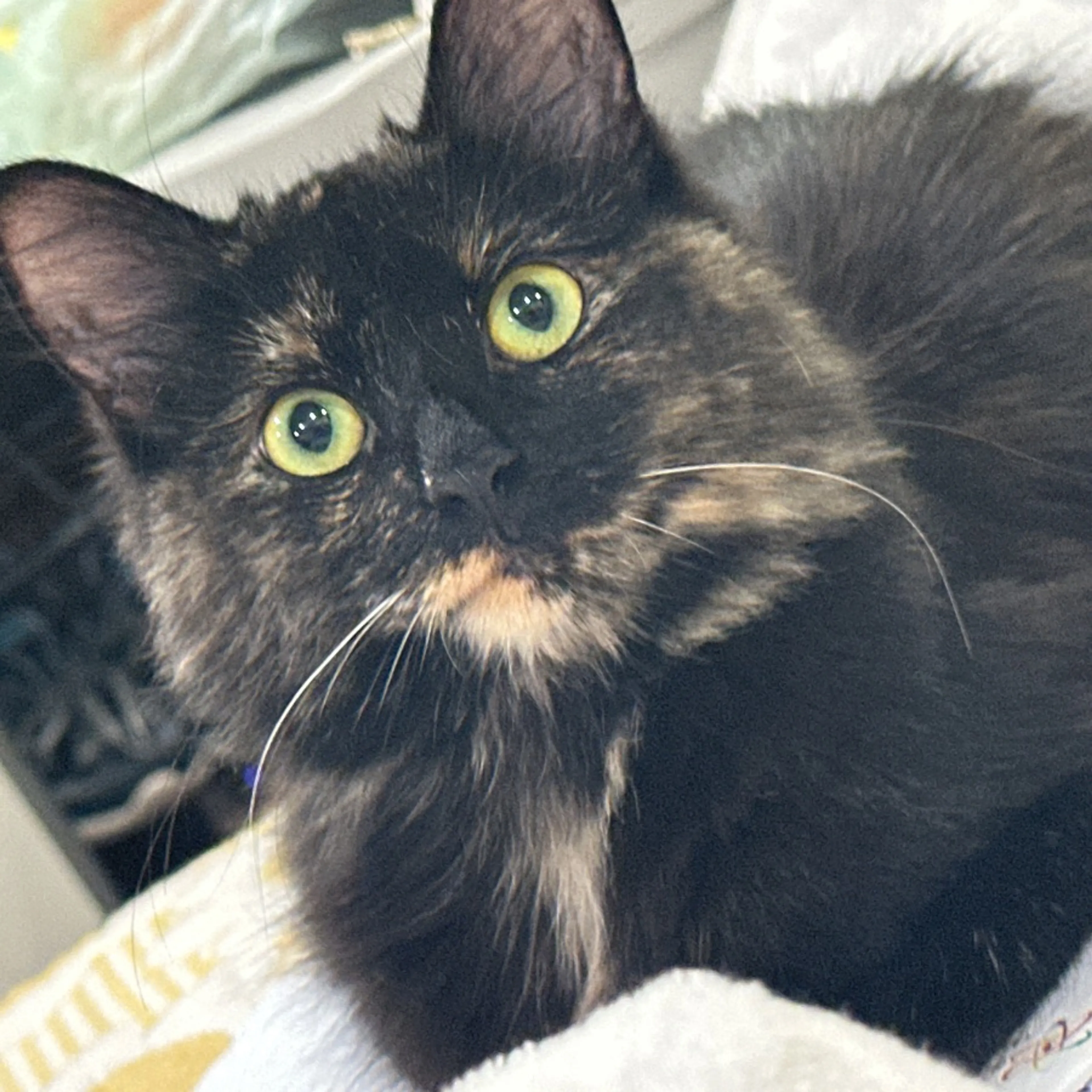 Lost pet