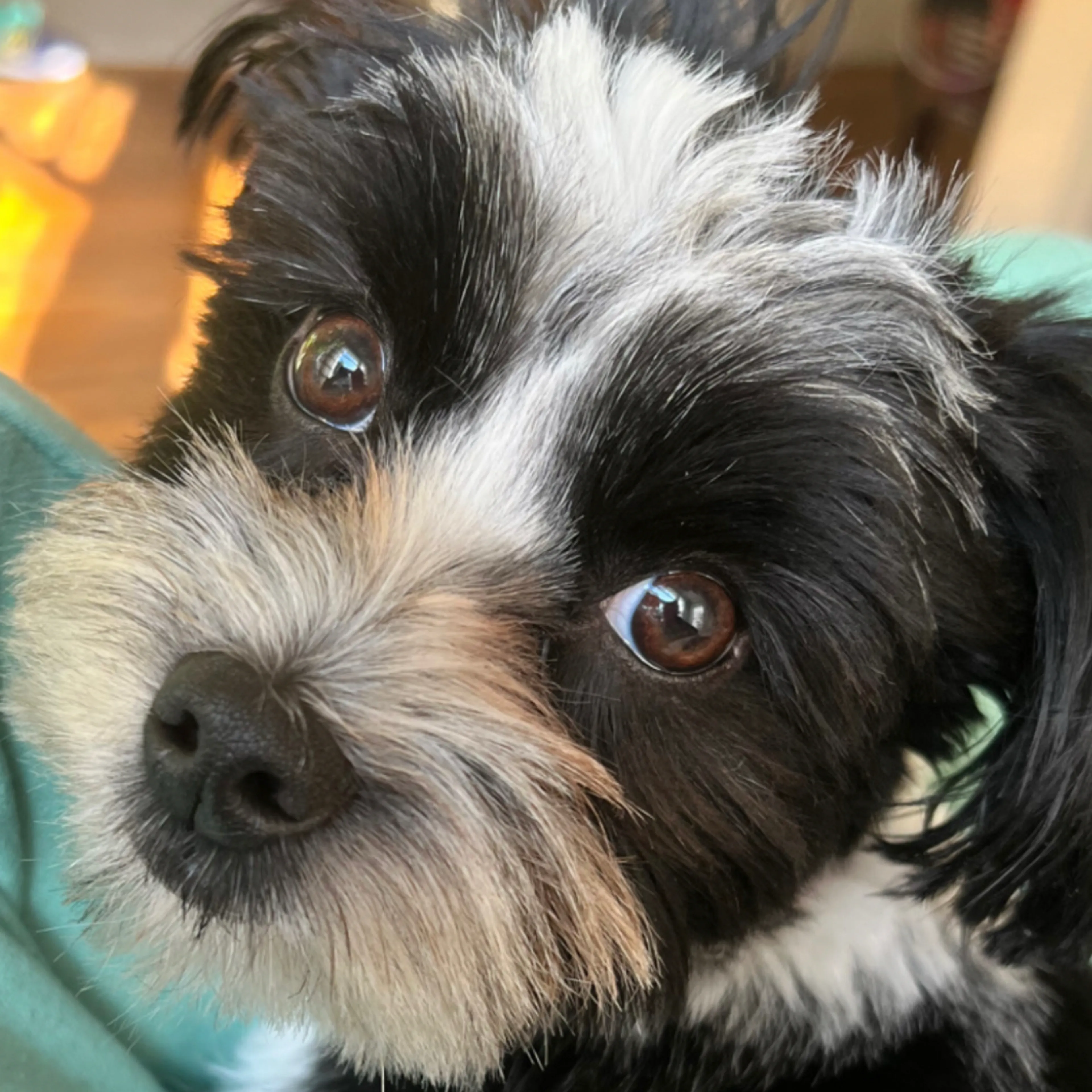 Lost pet-1