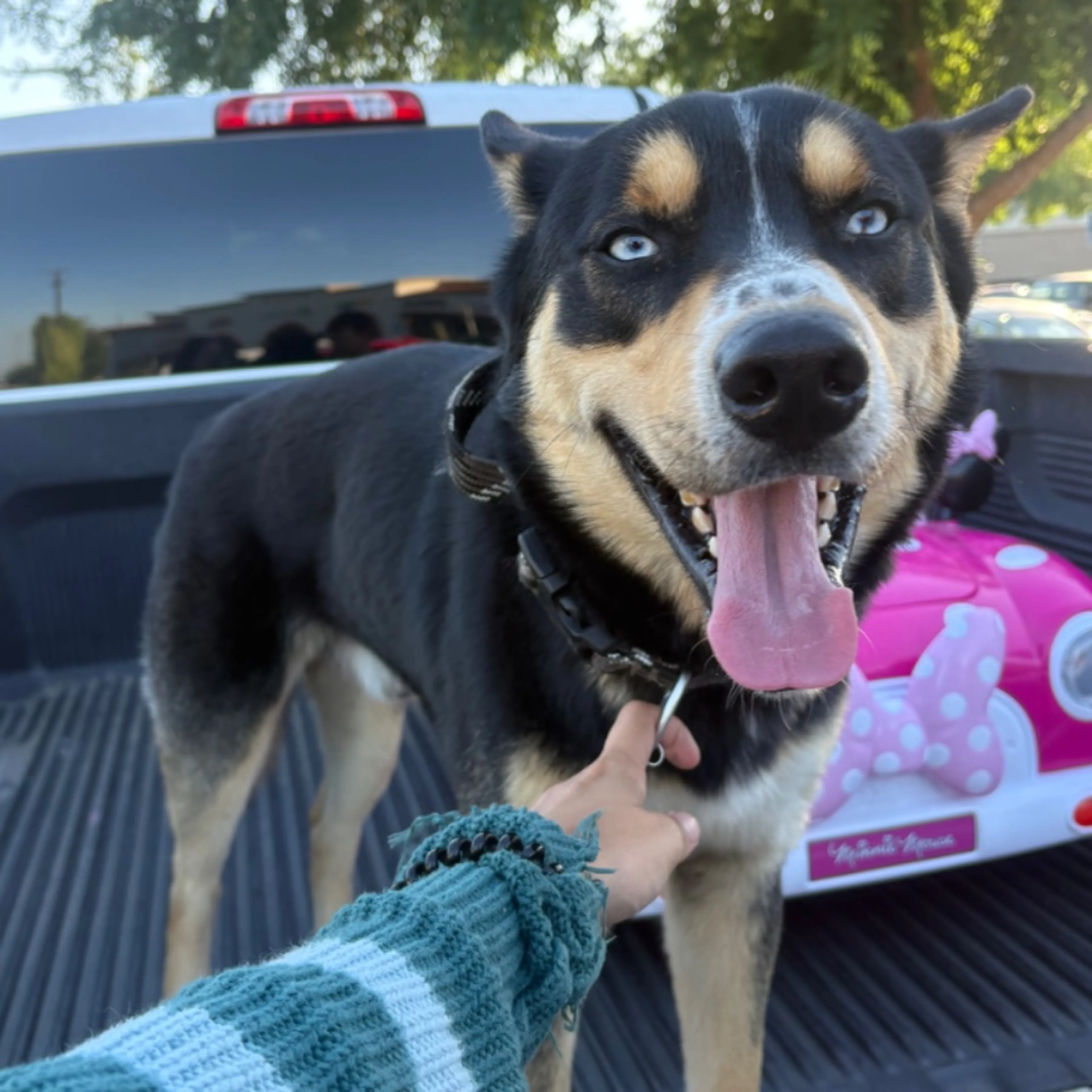Found pet