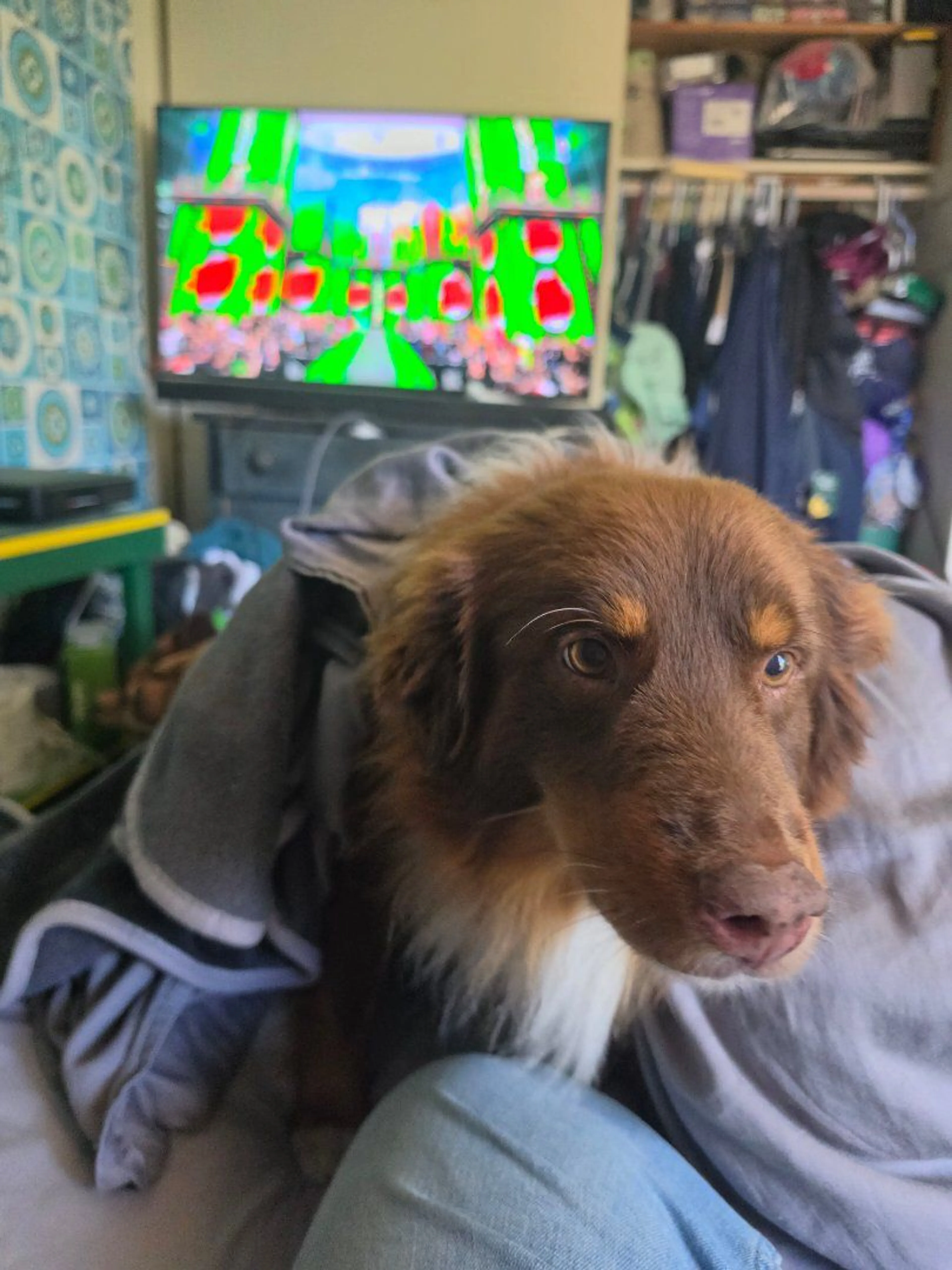 Lost pet