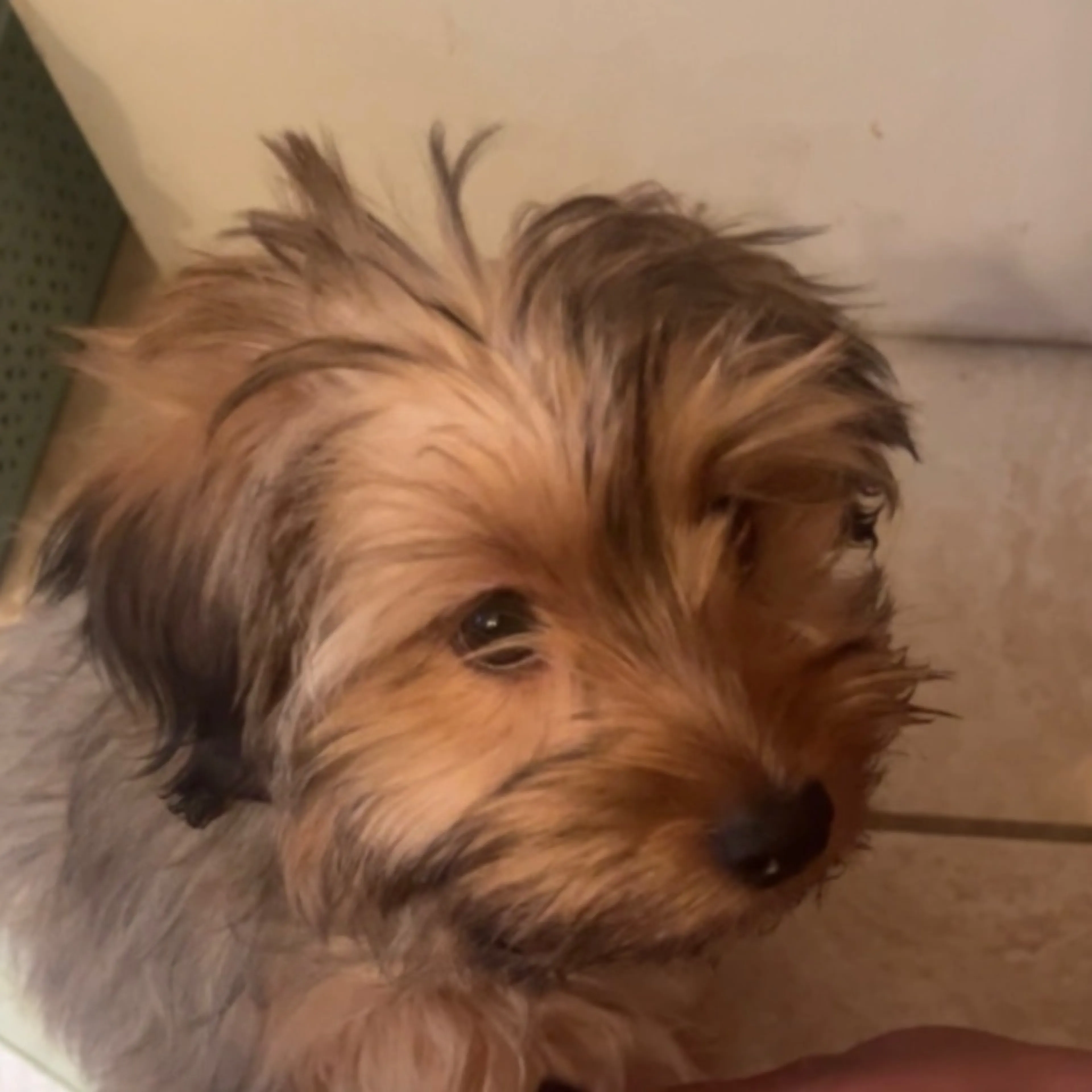Lost pet