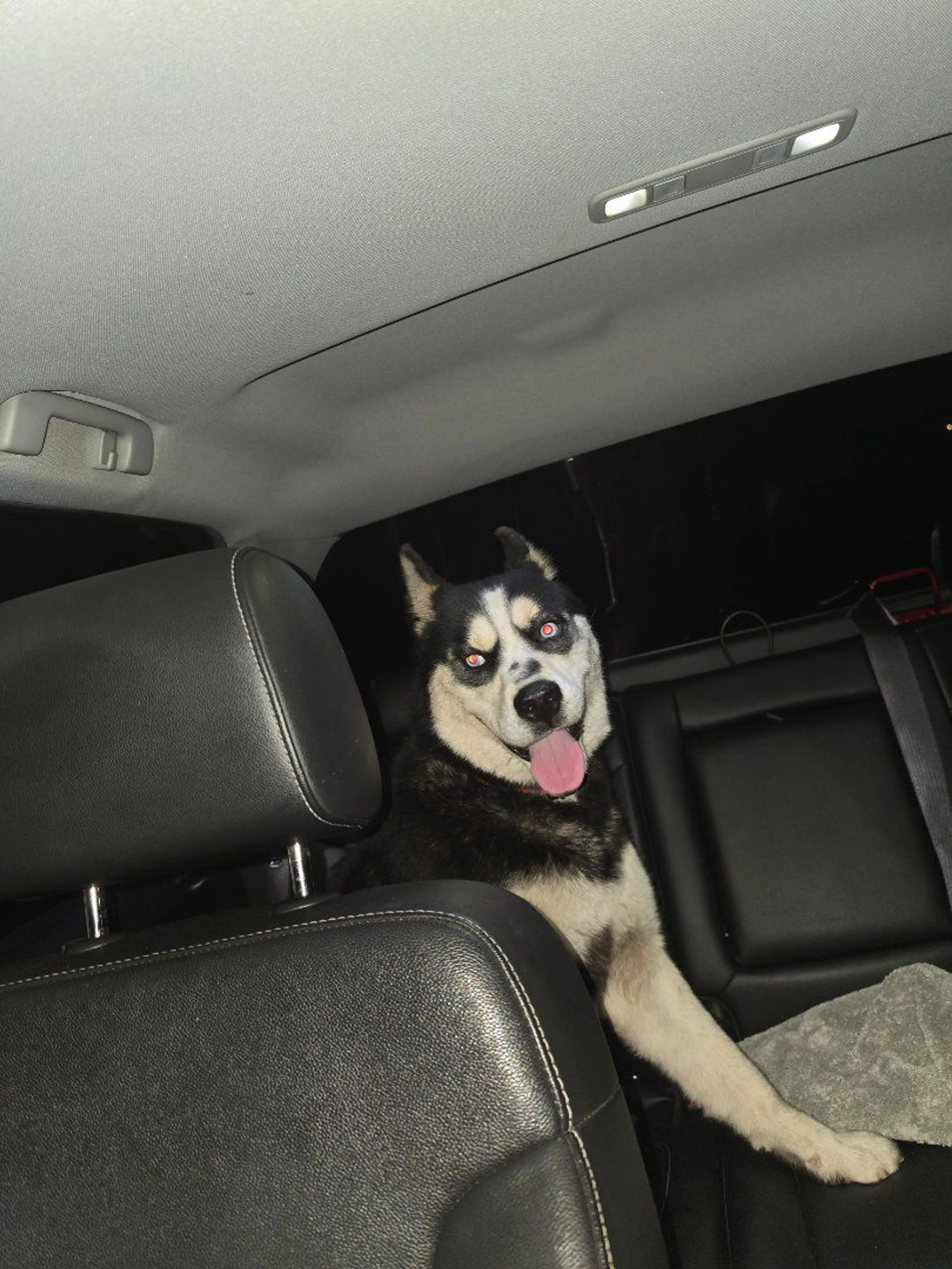 Lost pet