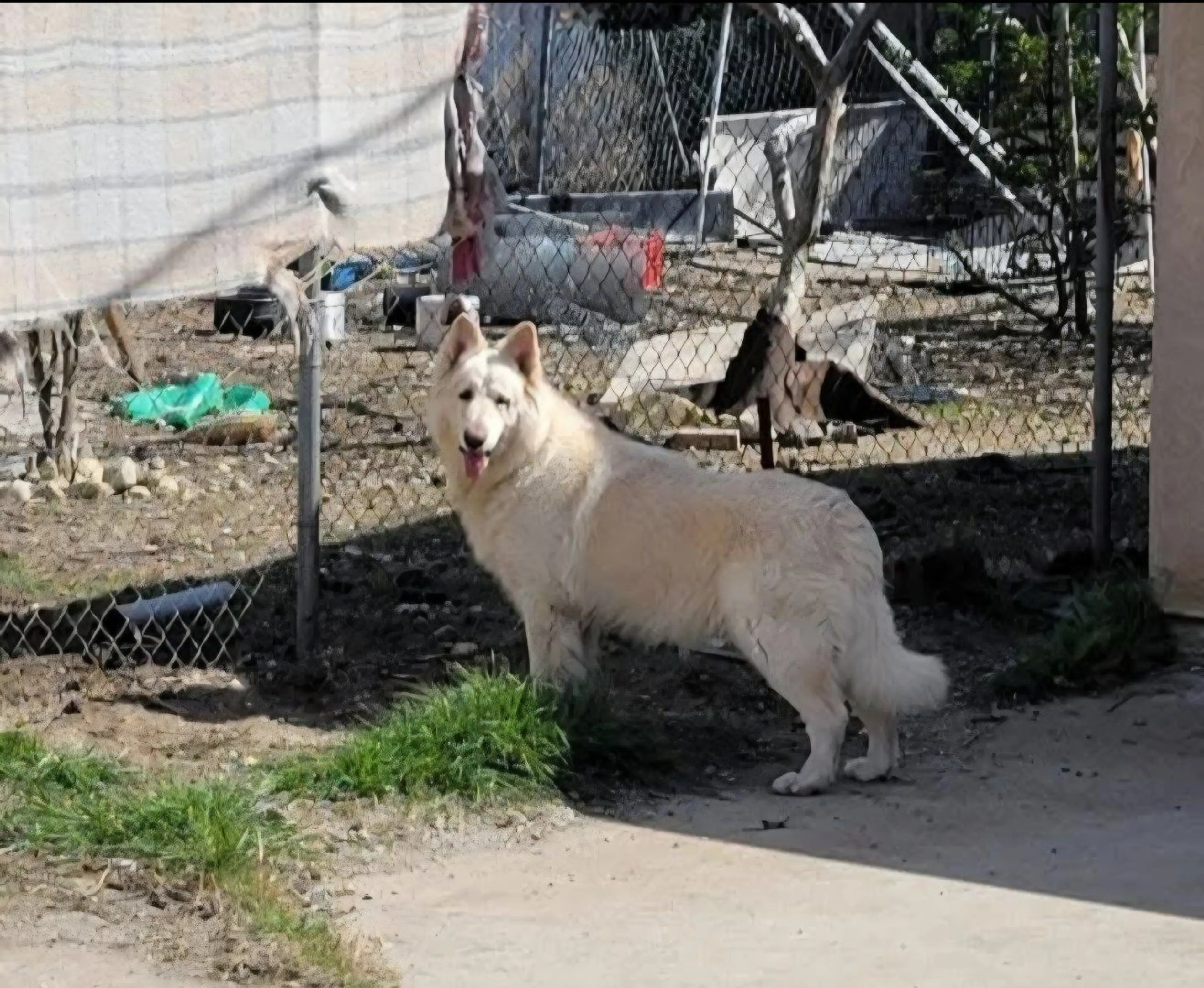 Lost pet