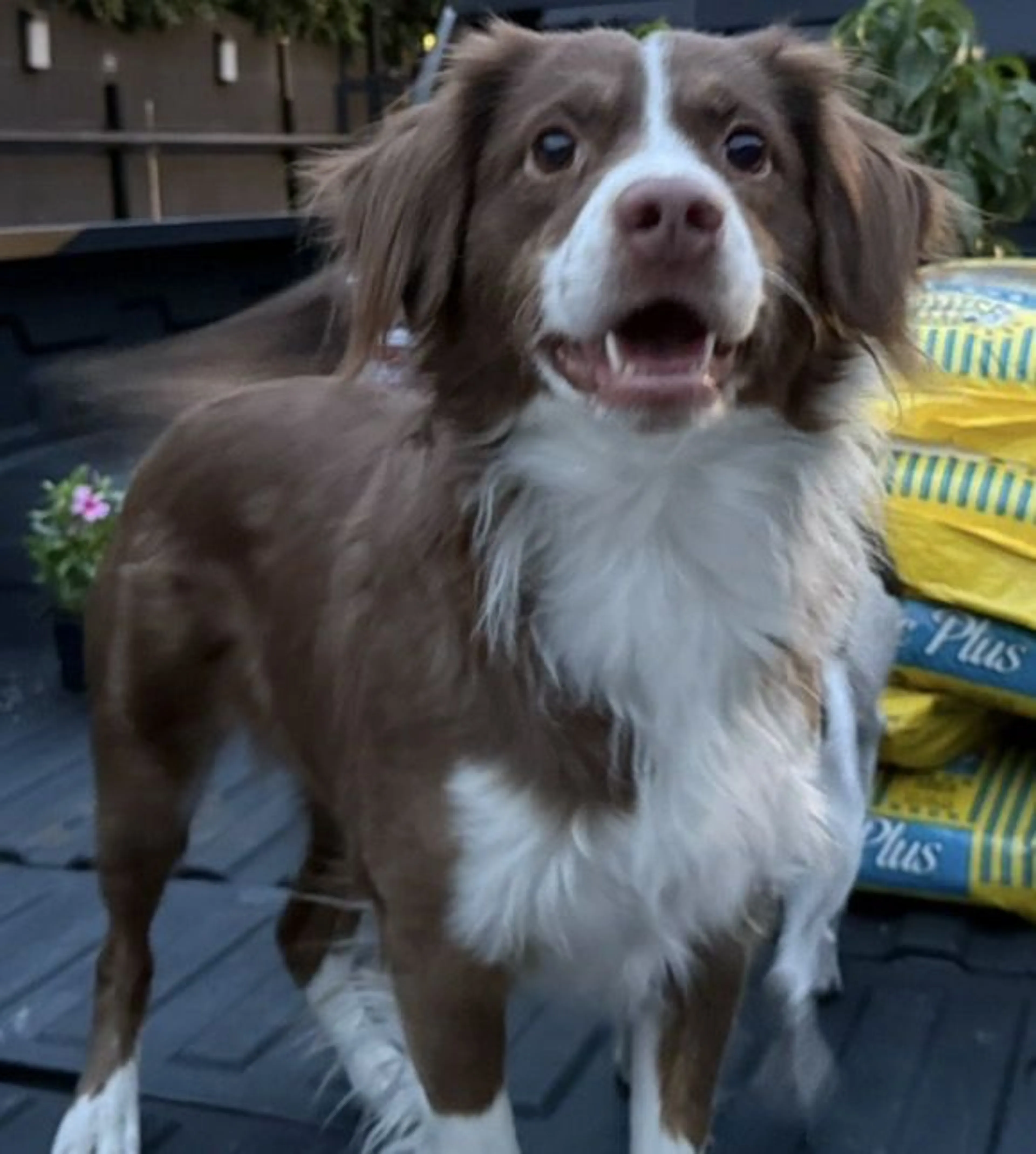 Lost pet
