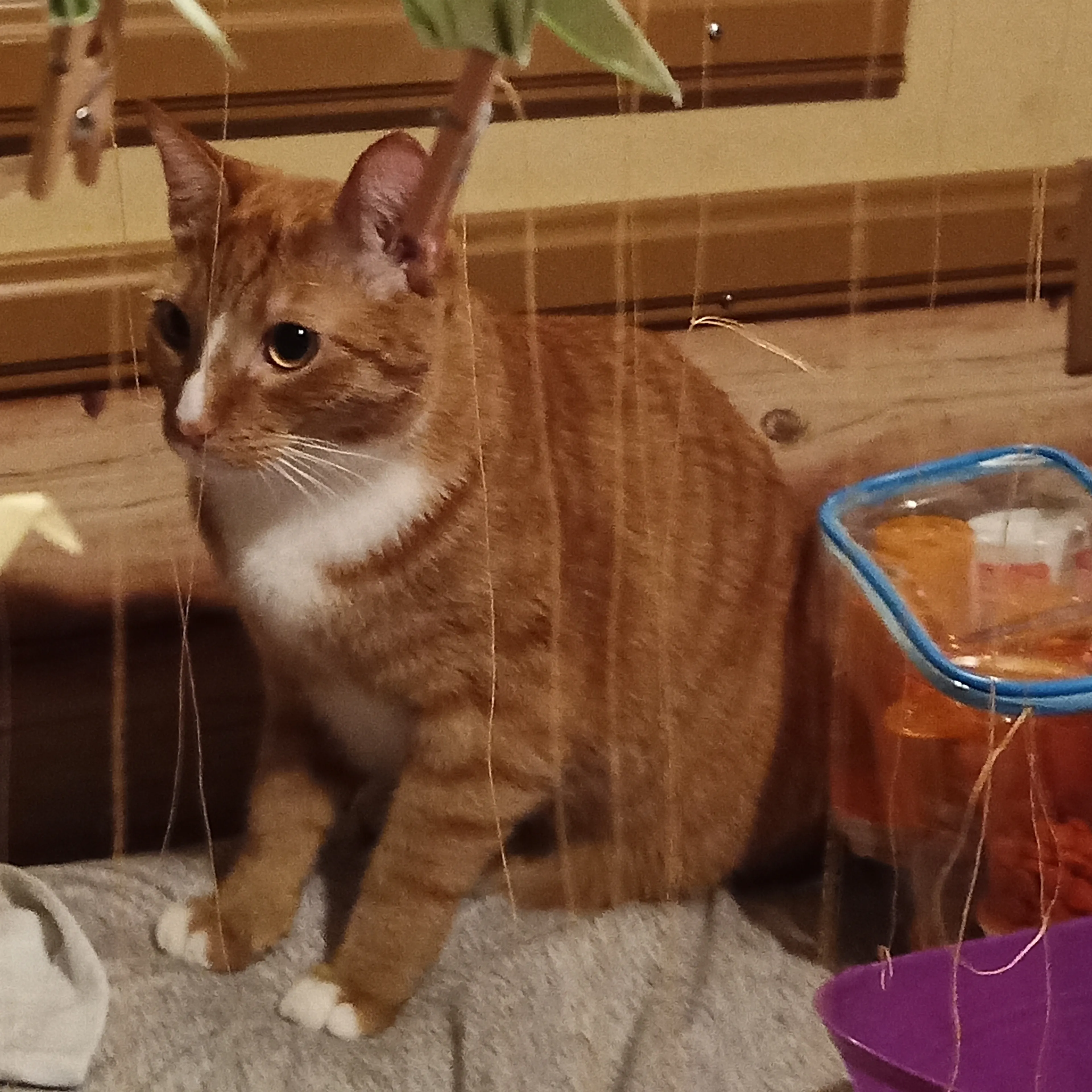Lost pet-1