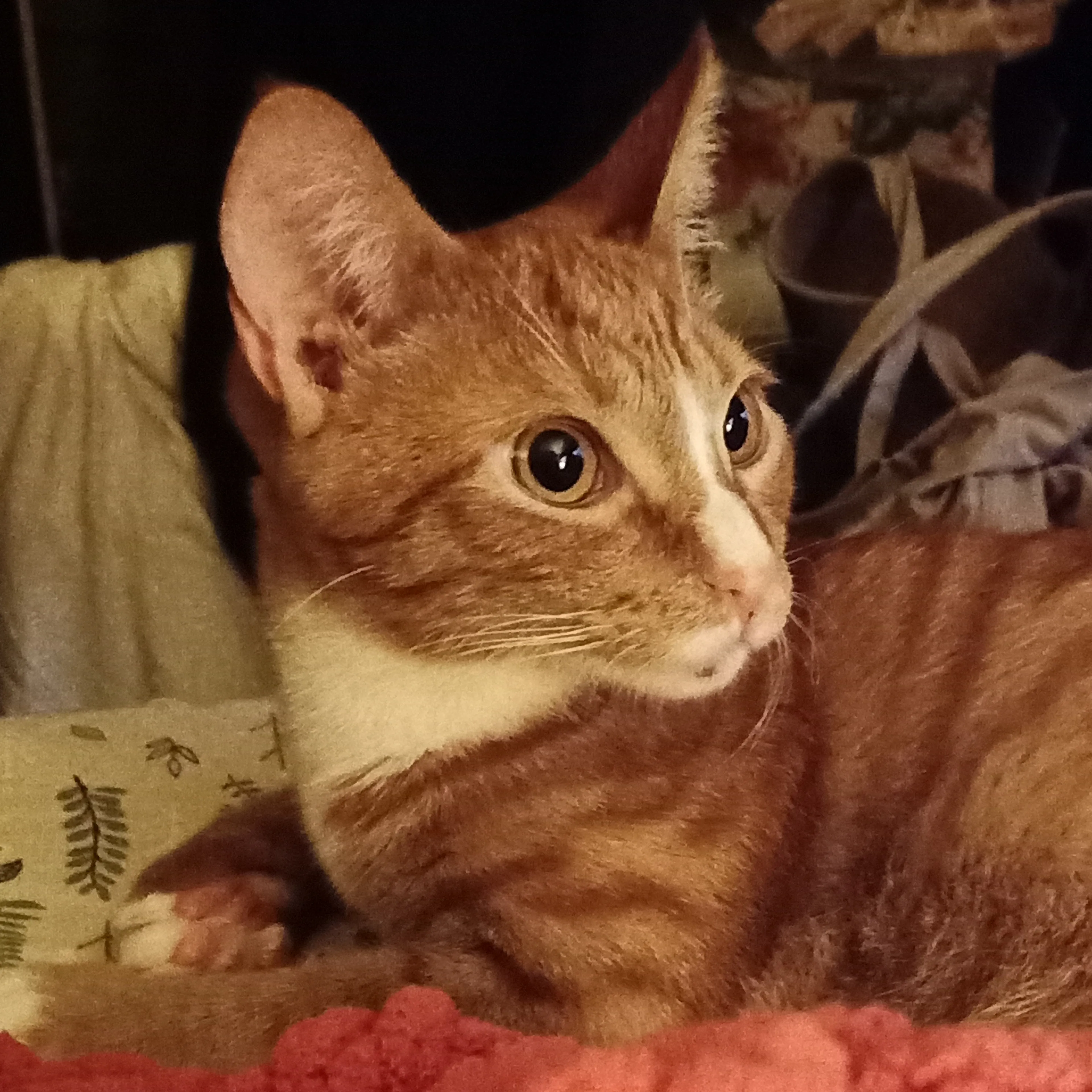 Lost pet-2