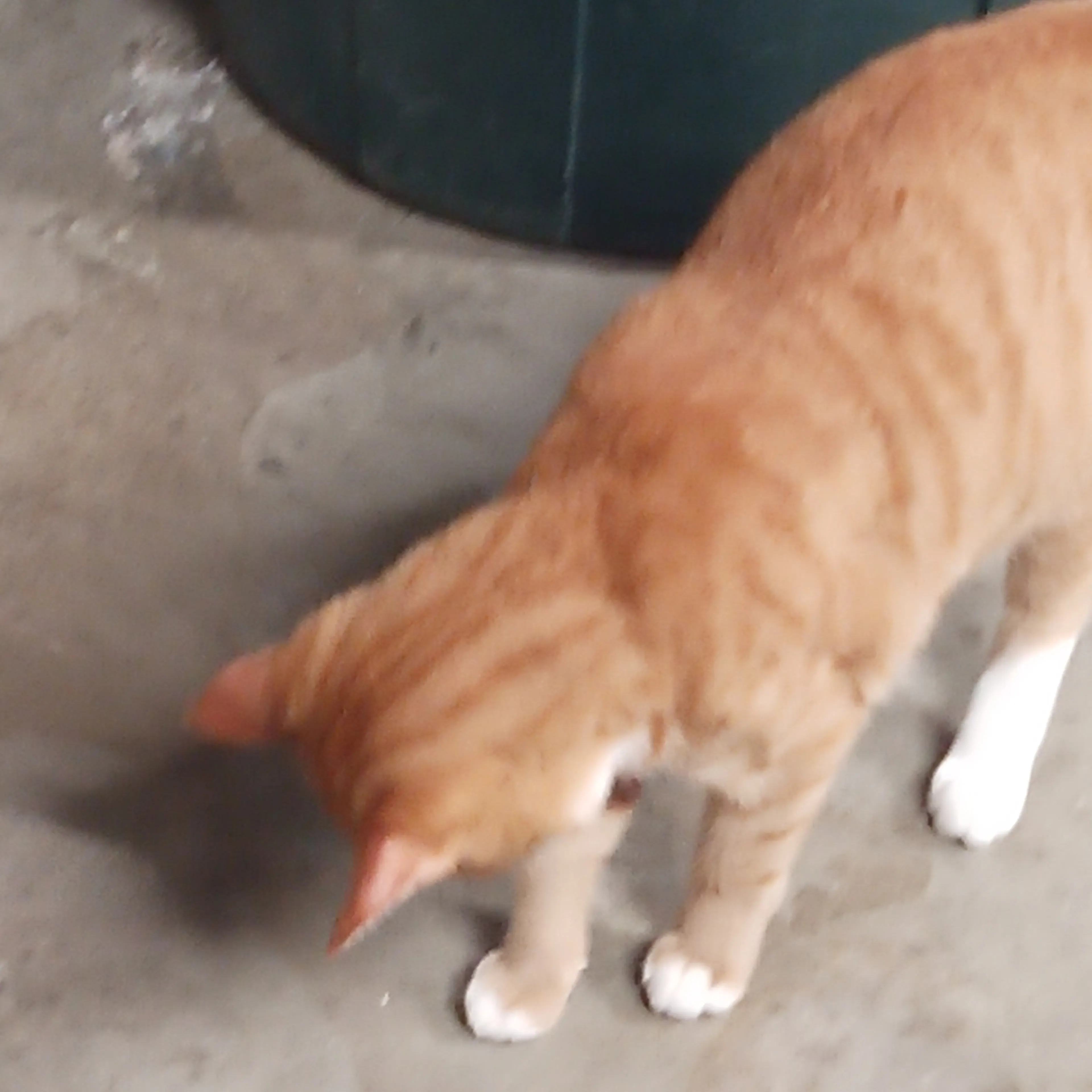 Lost pet-3