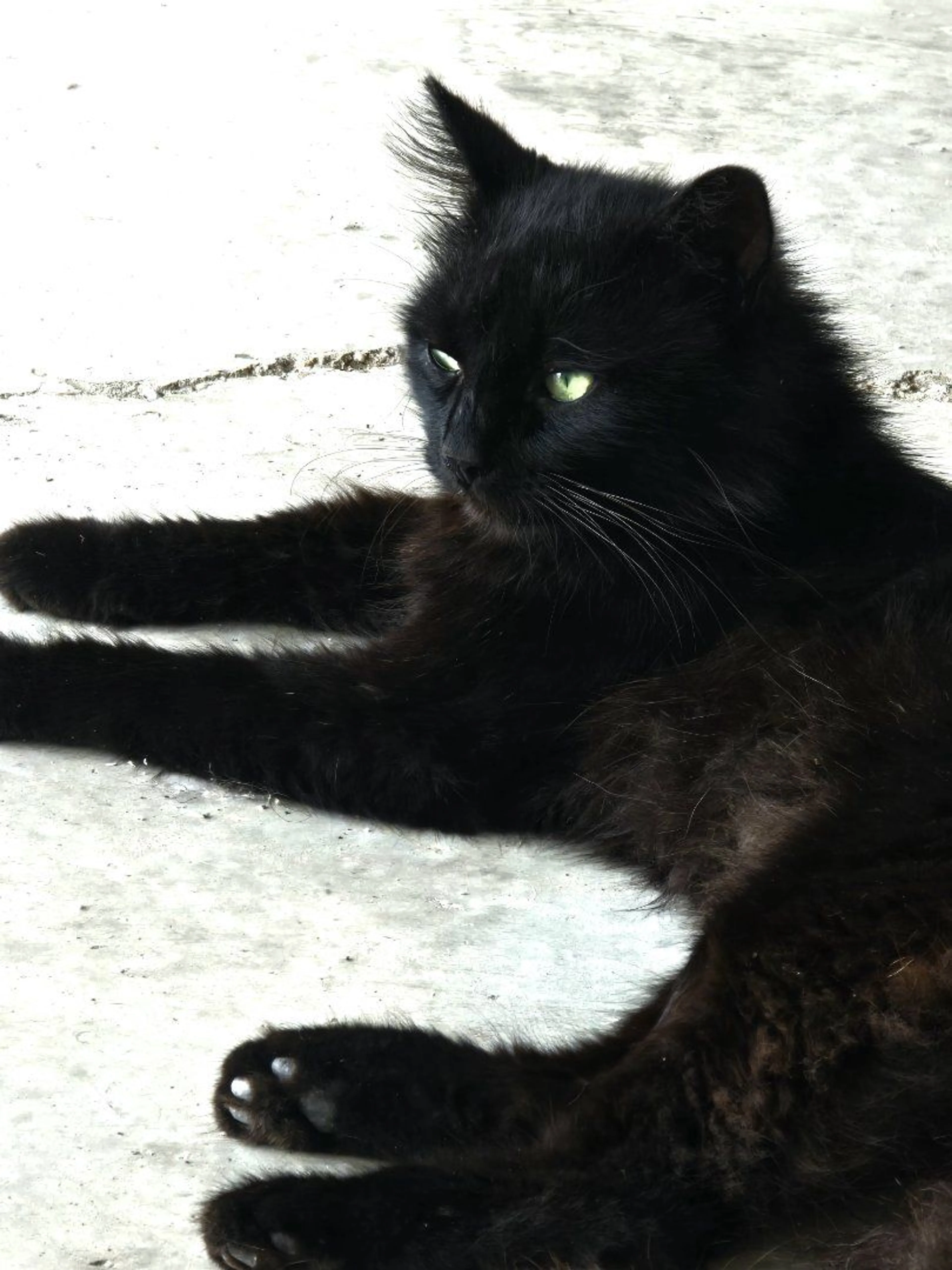 Lost pet