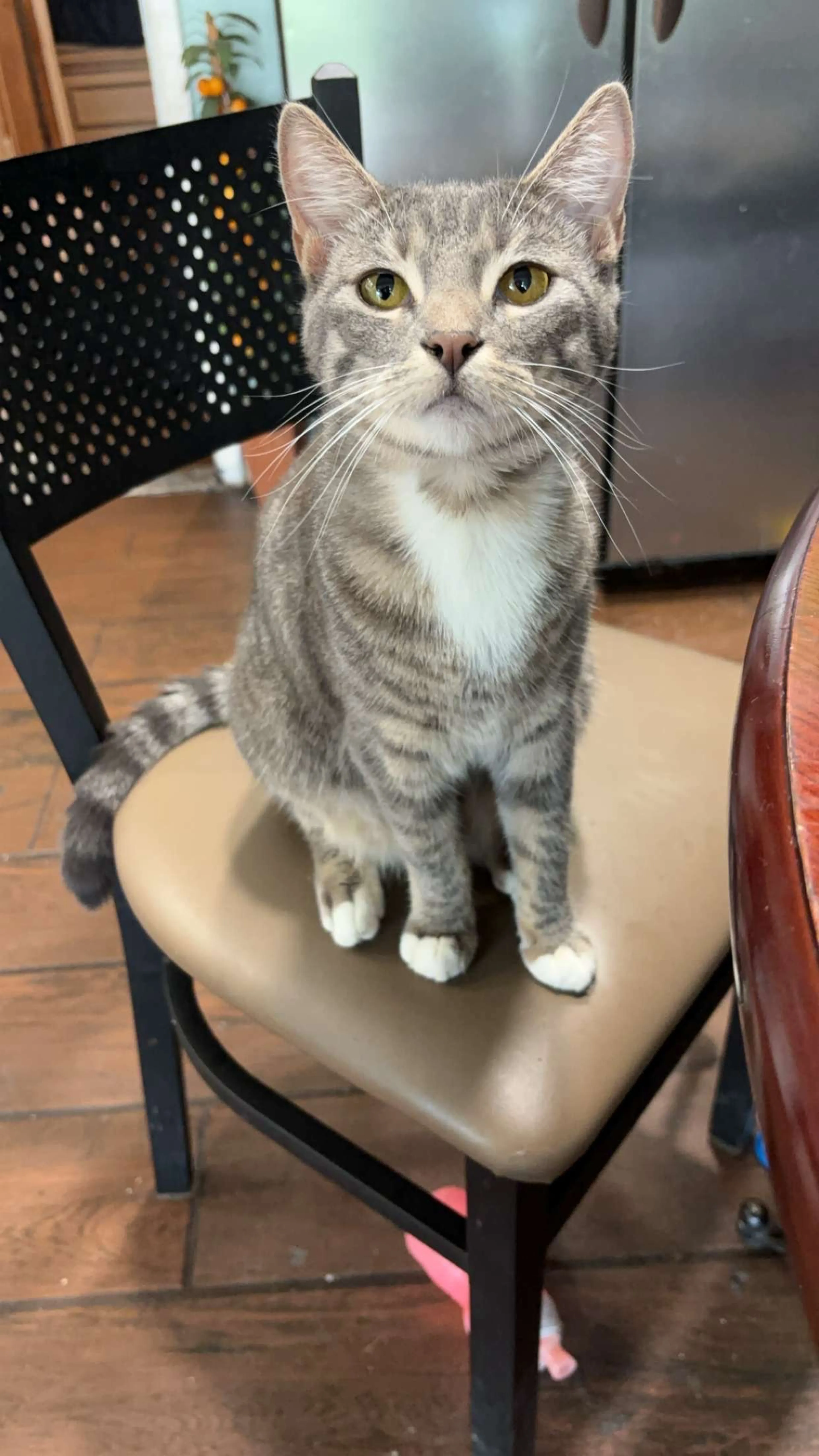 Lost pet