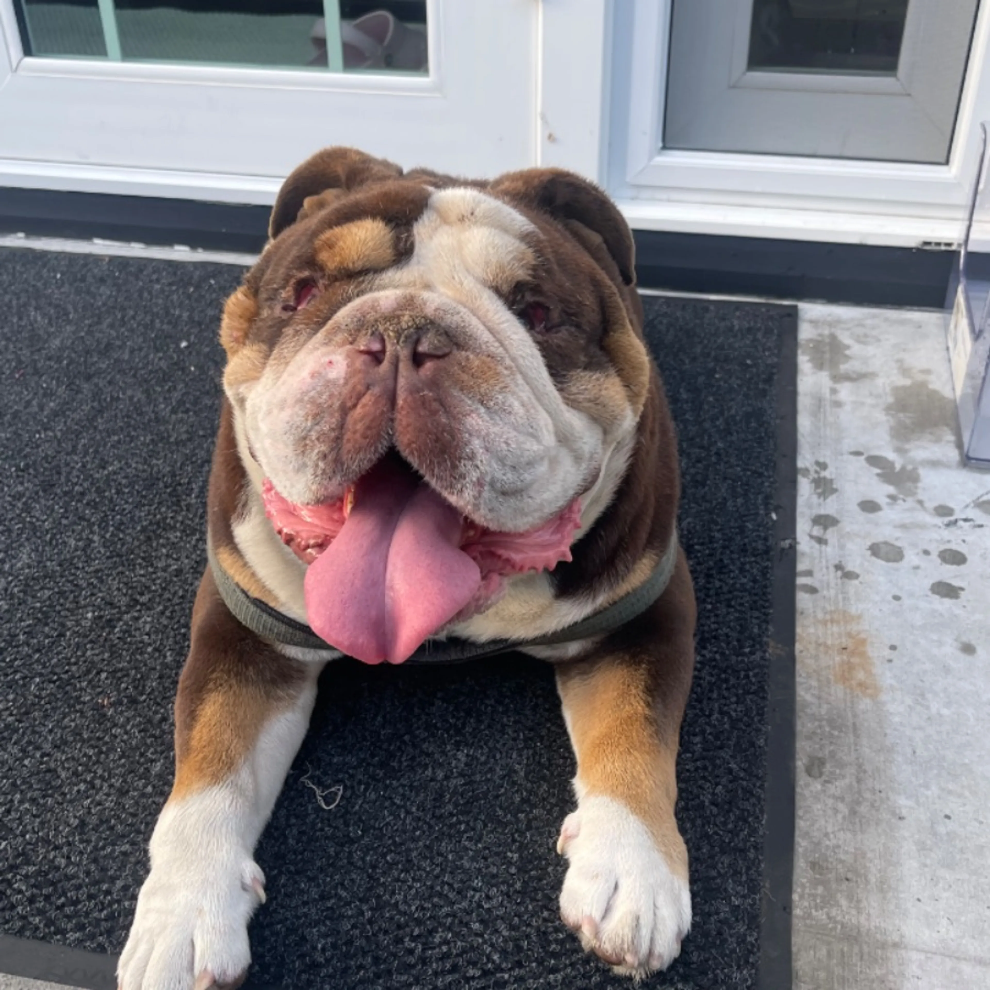 Found pet