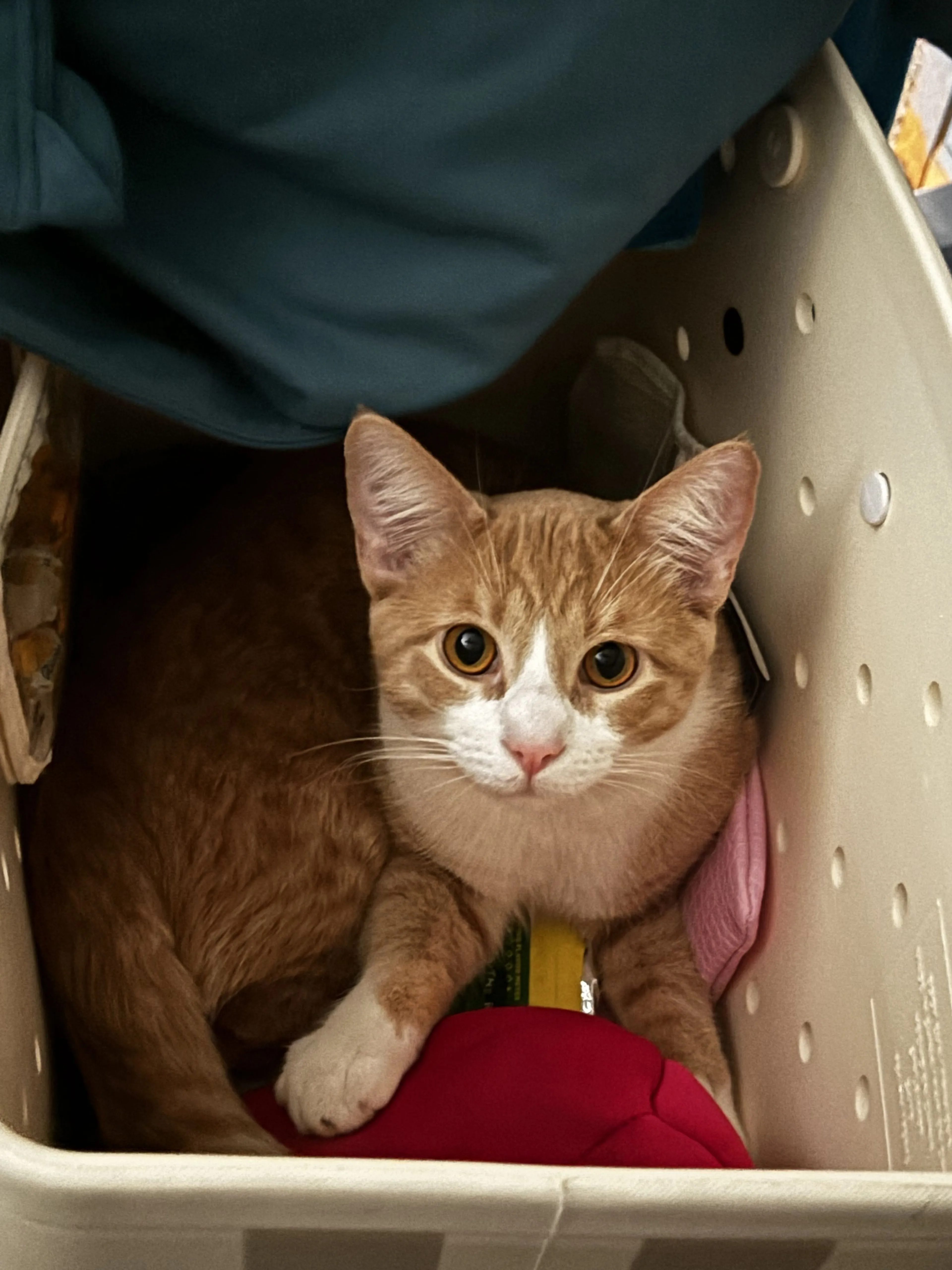 Lost pet-1