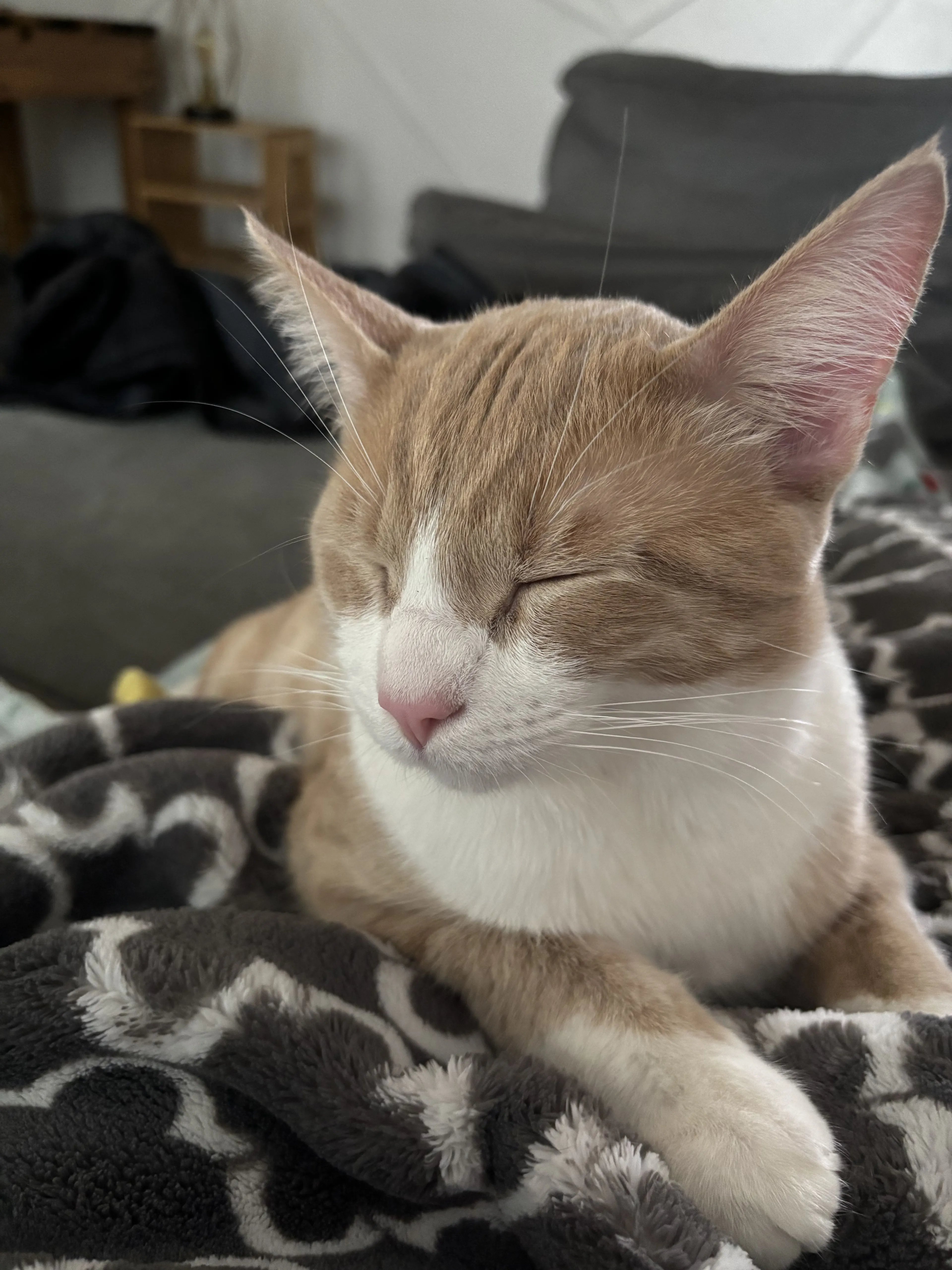 Lost pet-2
