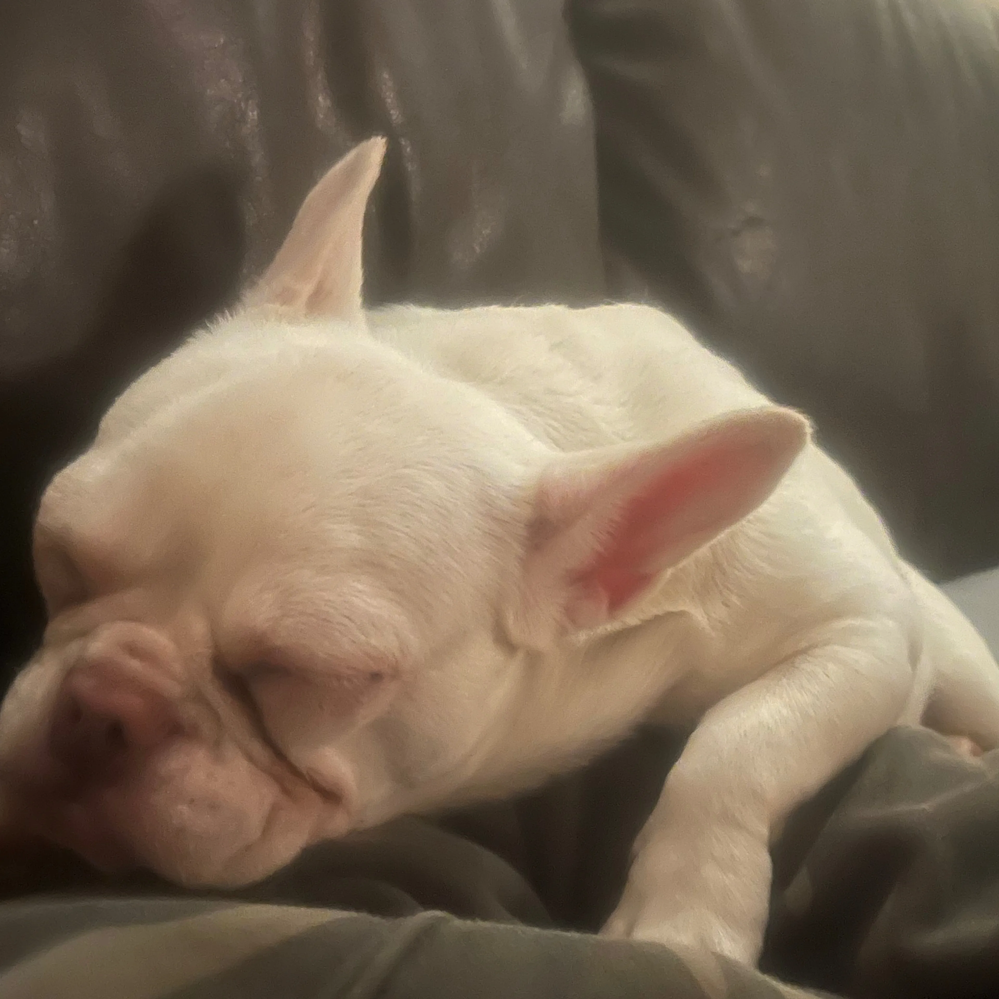 Lost pet-2