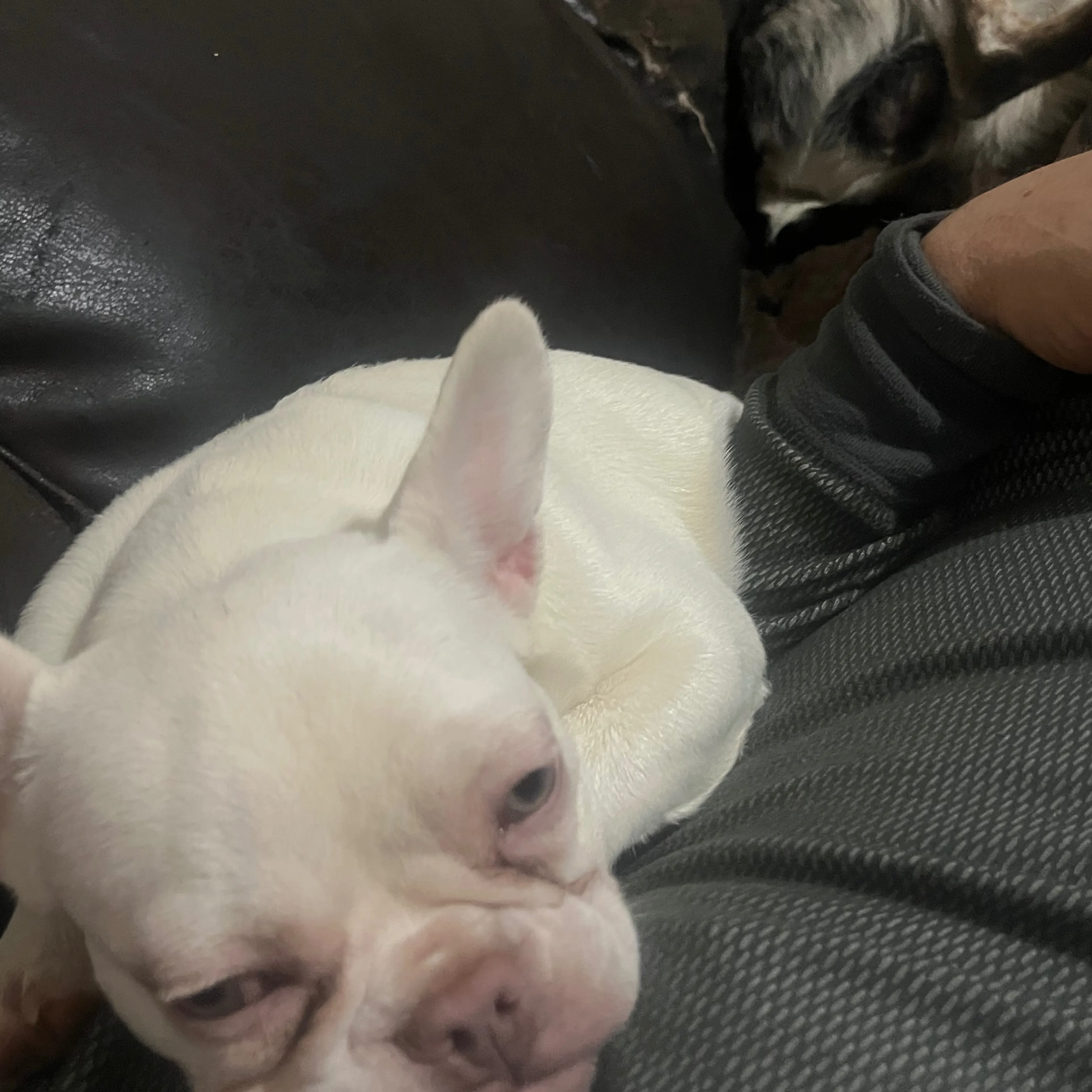Lost pet-3