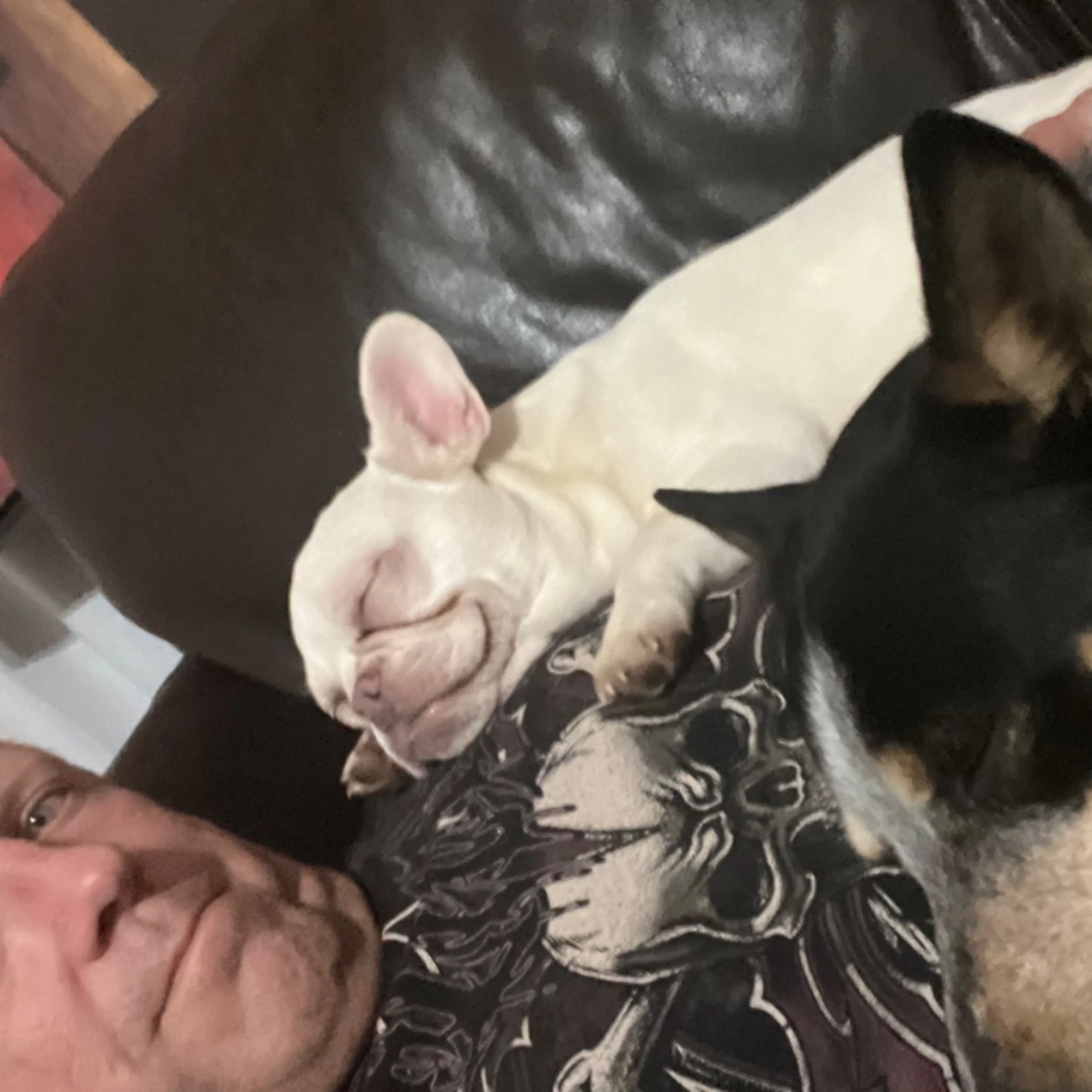 Lost pet-0