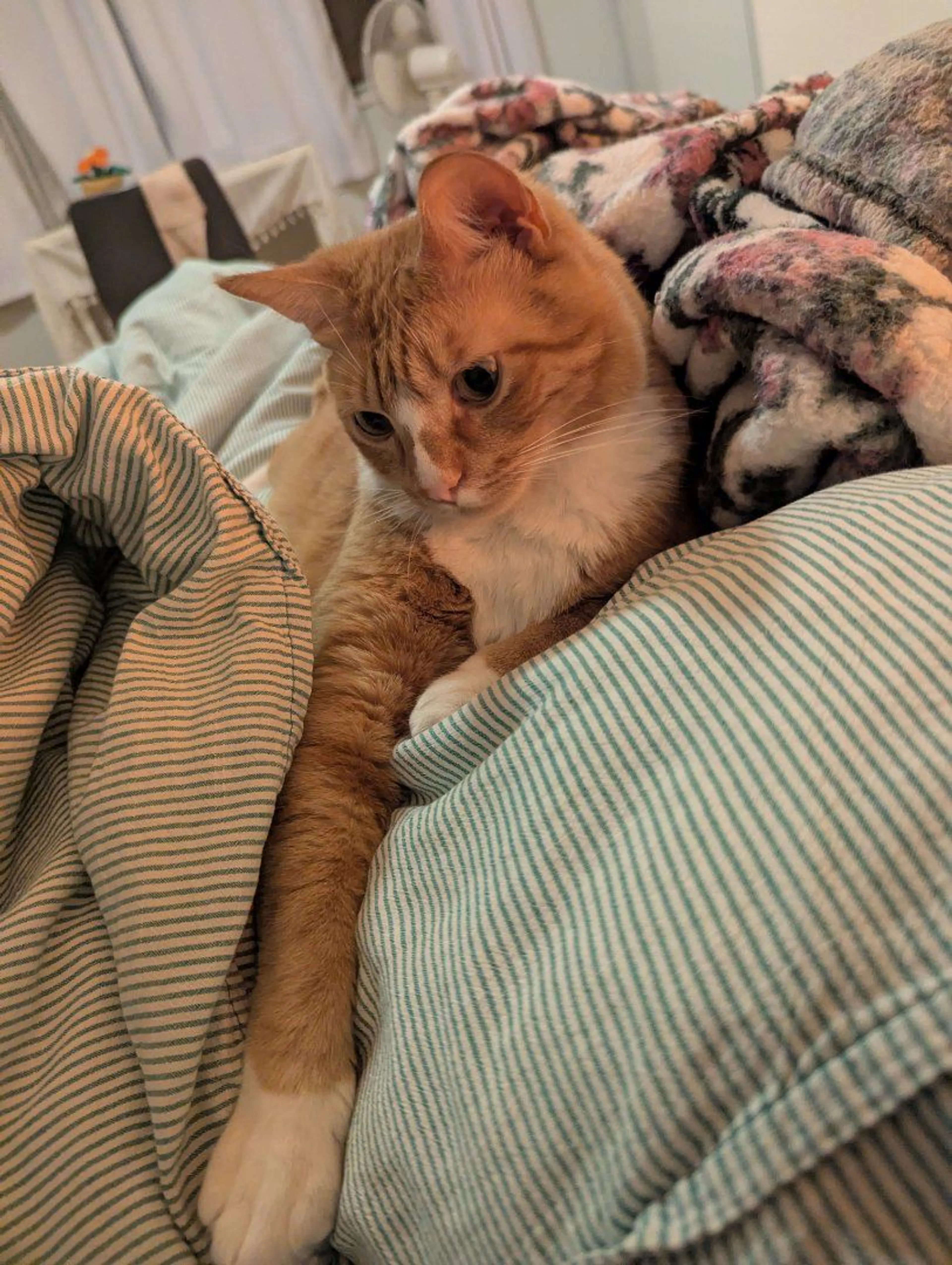 Lost pet-0
