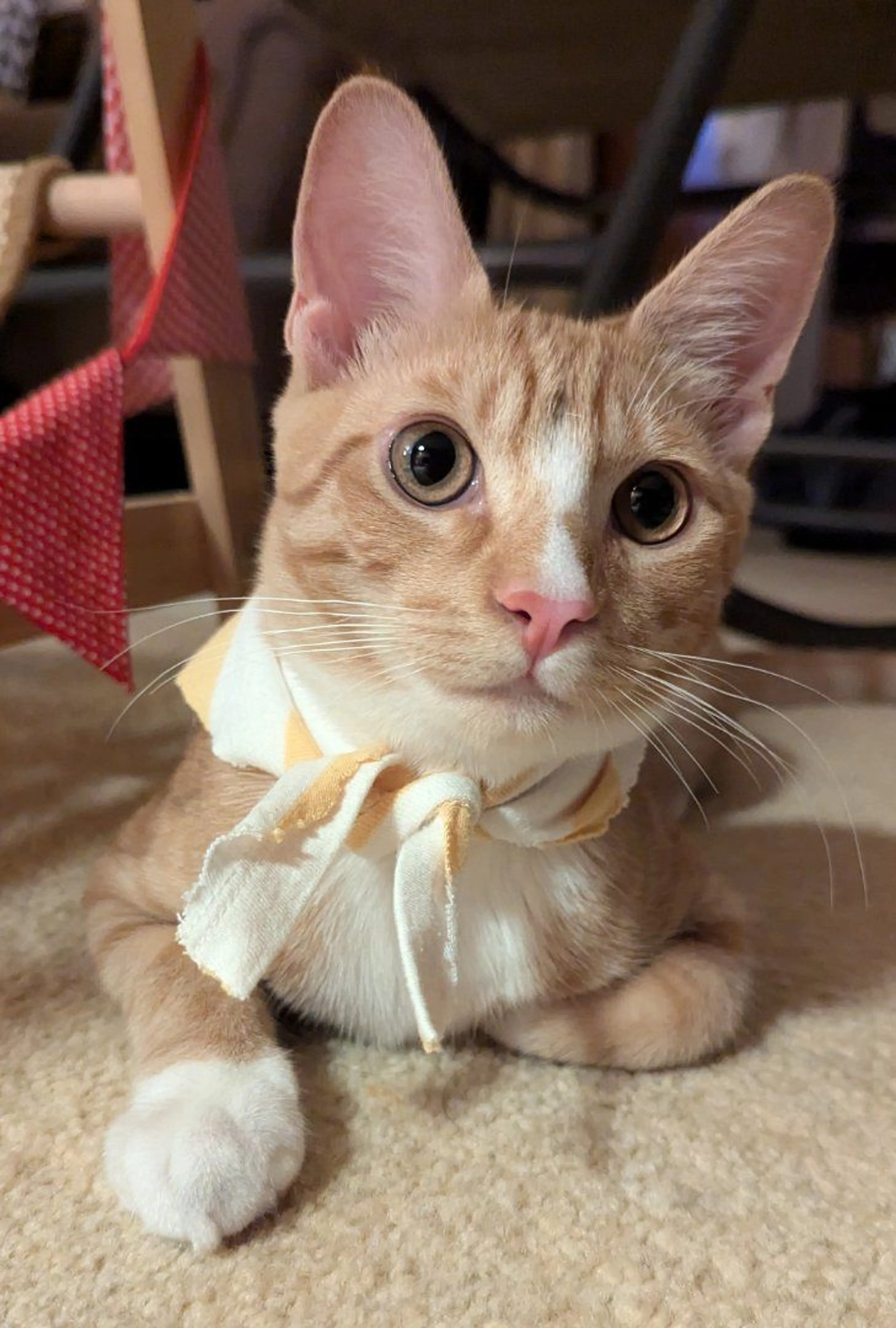 Lost pet-4