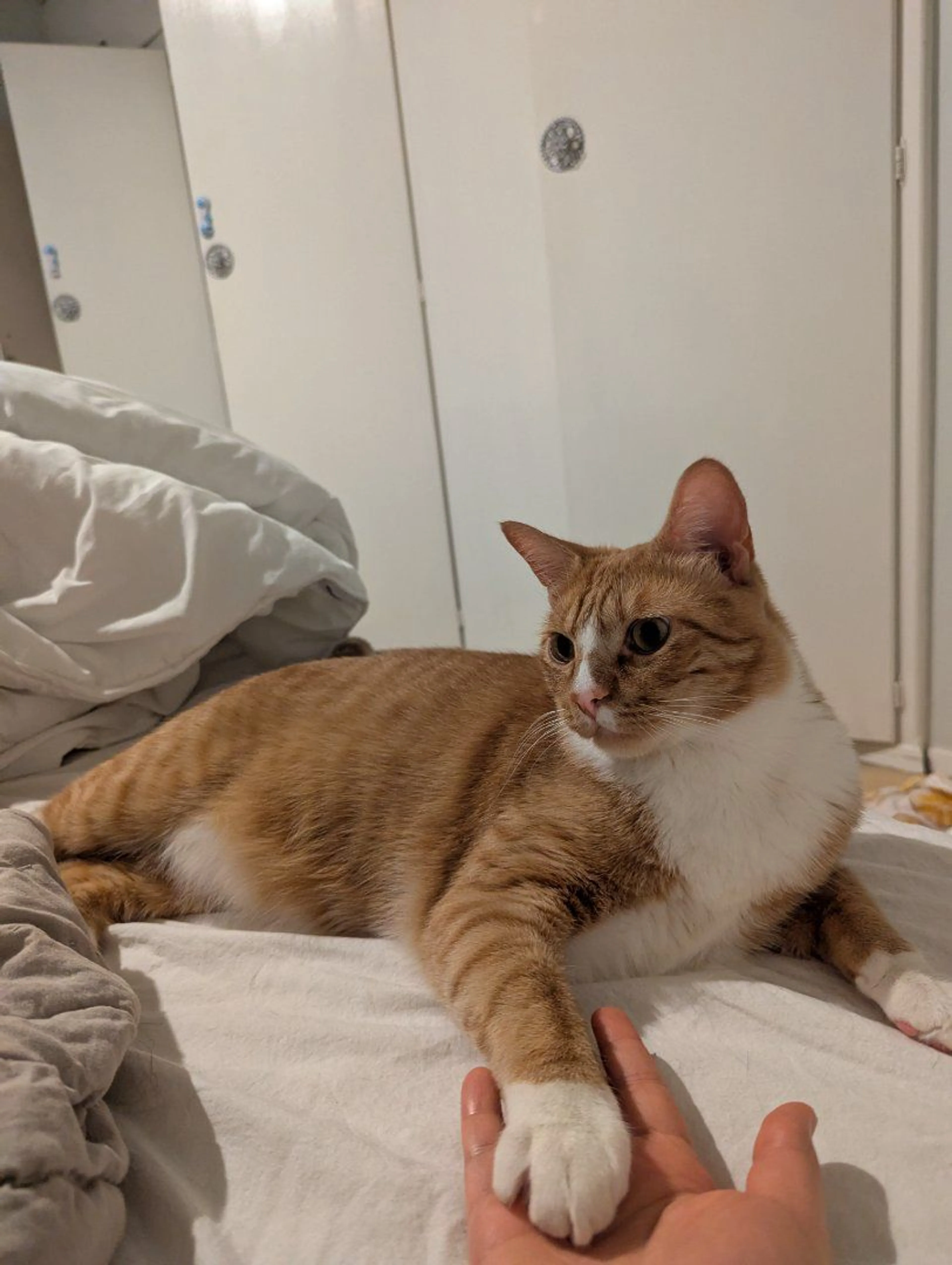Lost pet-3