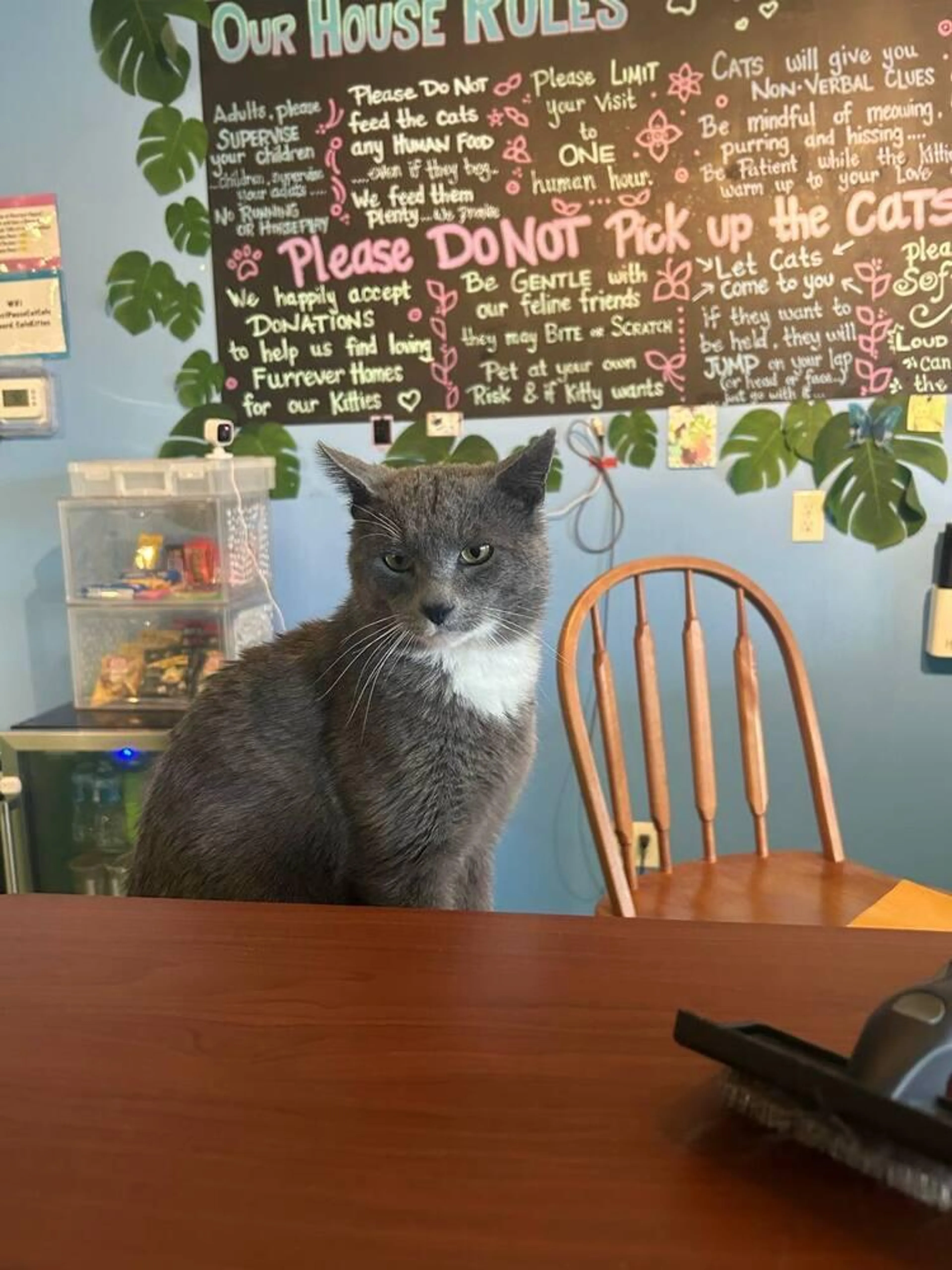 Found pet-2
